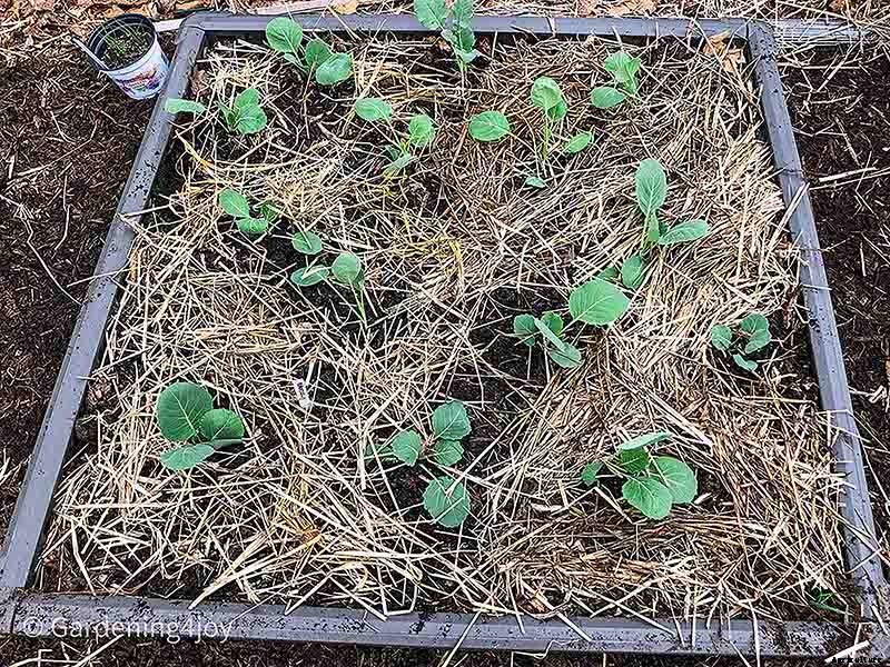 How to Successfully Grow Cabbage in your Garden