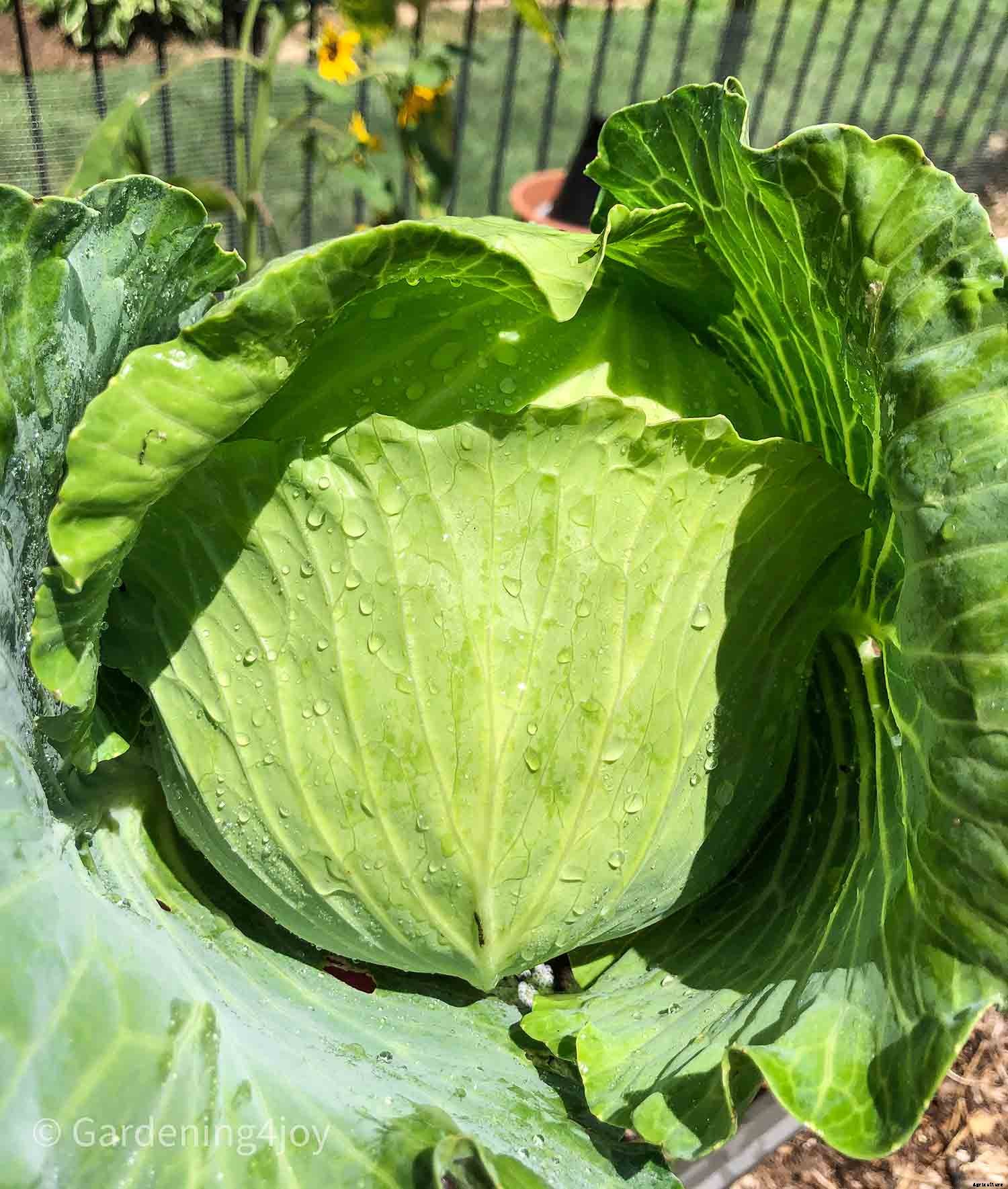 How to Successfully Grow Cabbage in your Garden