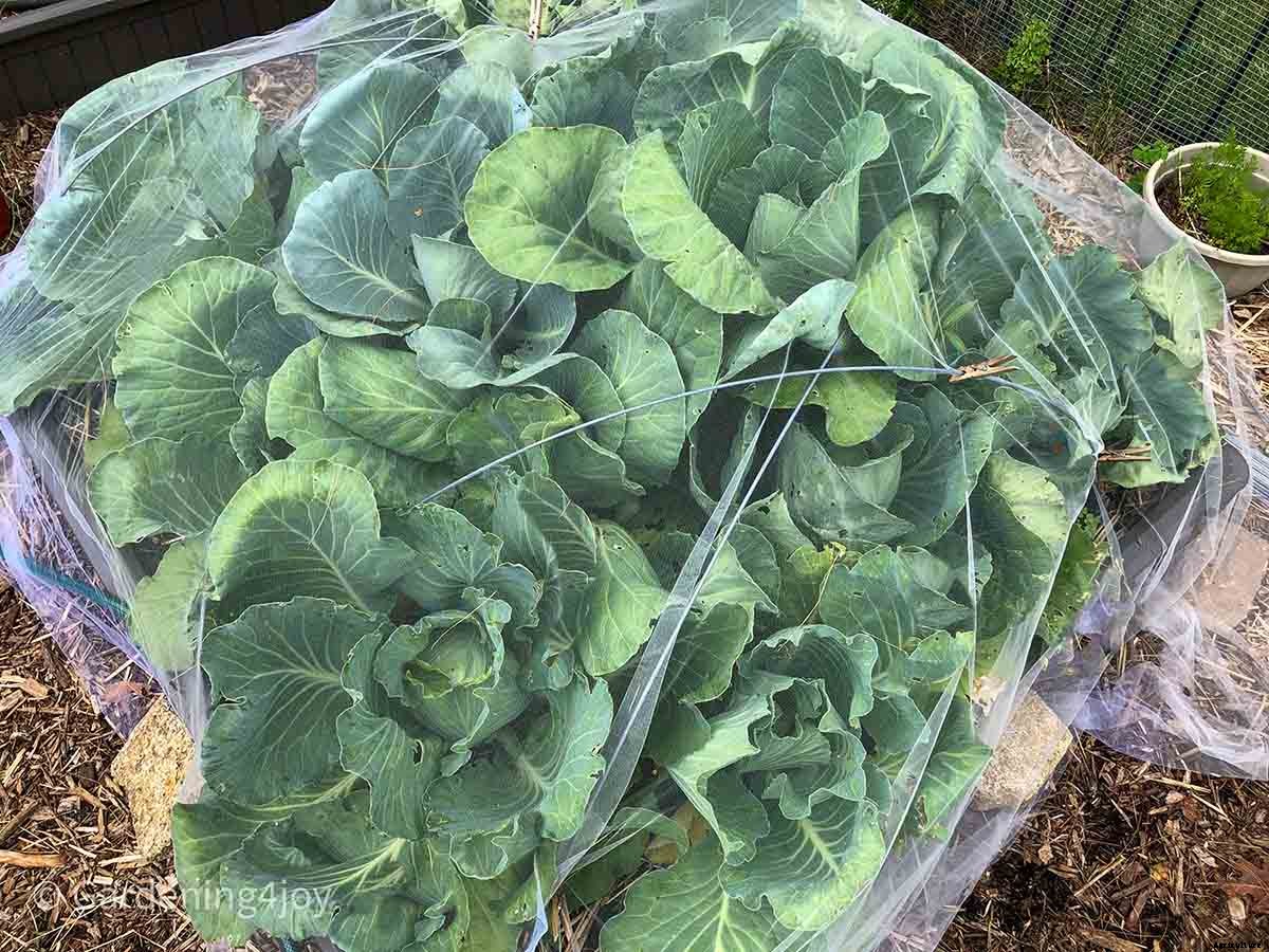 How to Successfully Grow Cabbage in your Garden