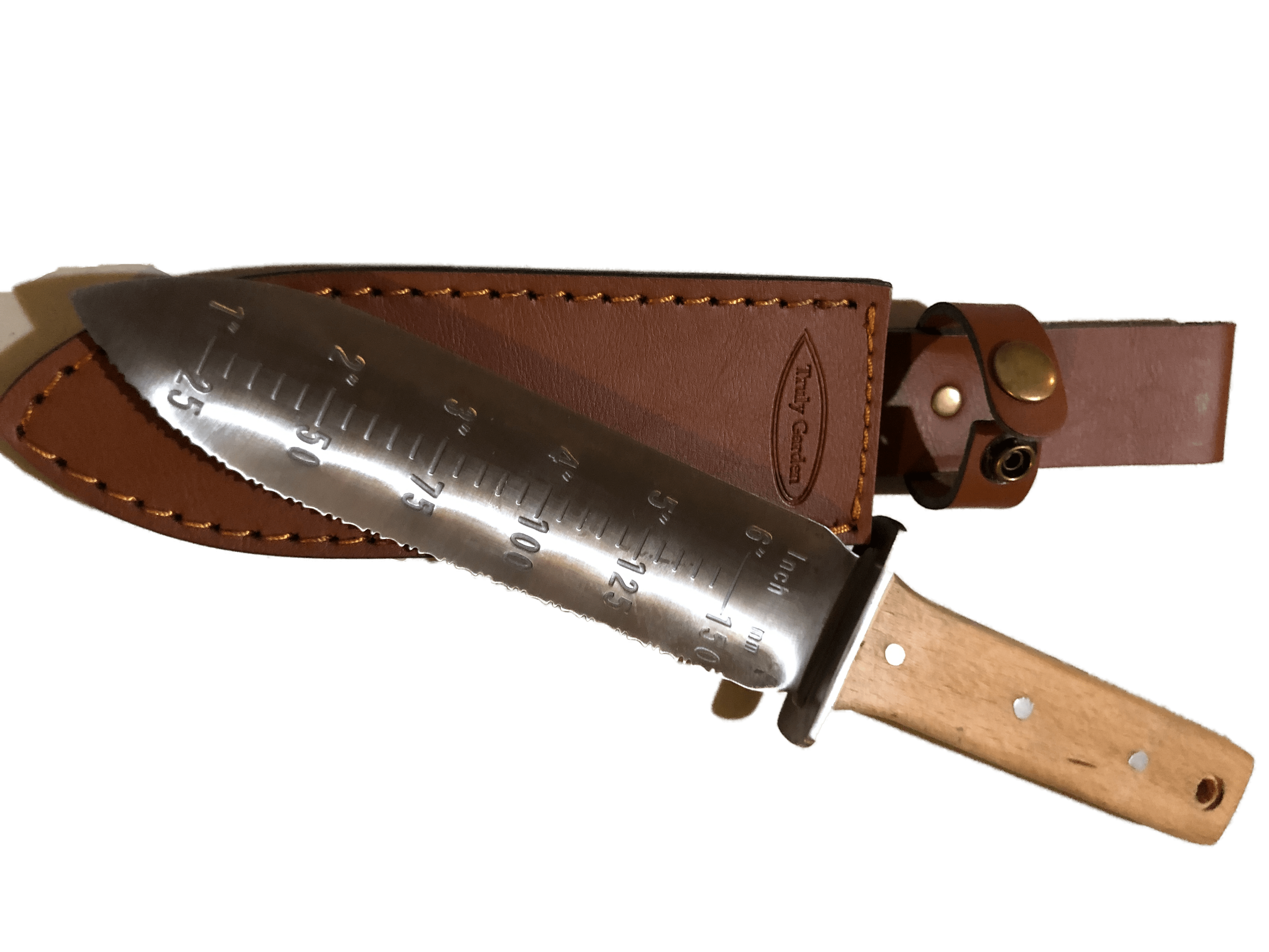 How to Successfully Grow Cabbage in your Garden