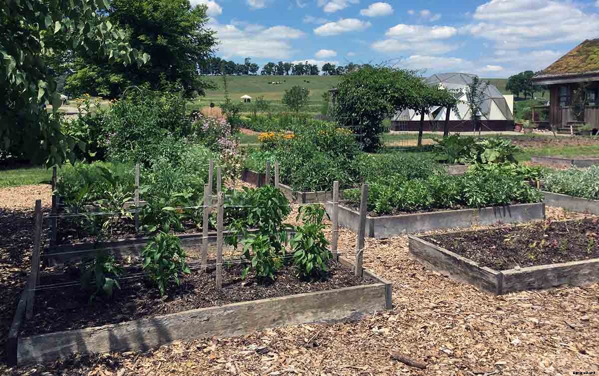 10 Tips to Keep the Joy in Gardening