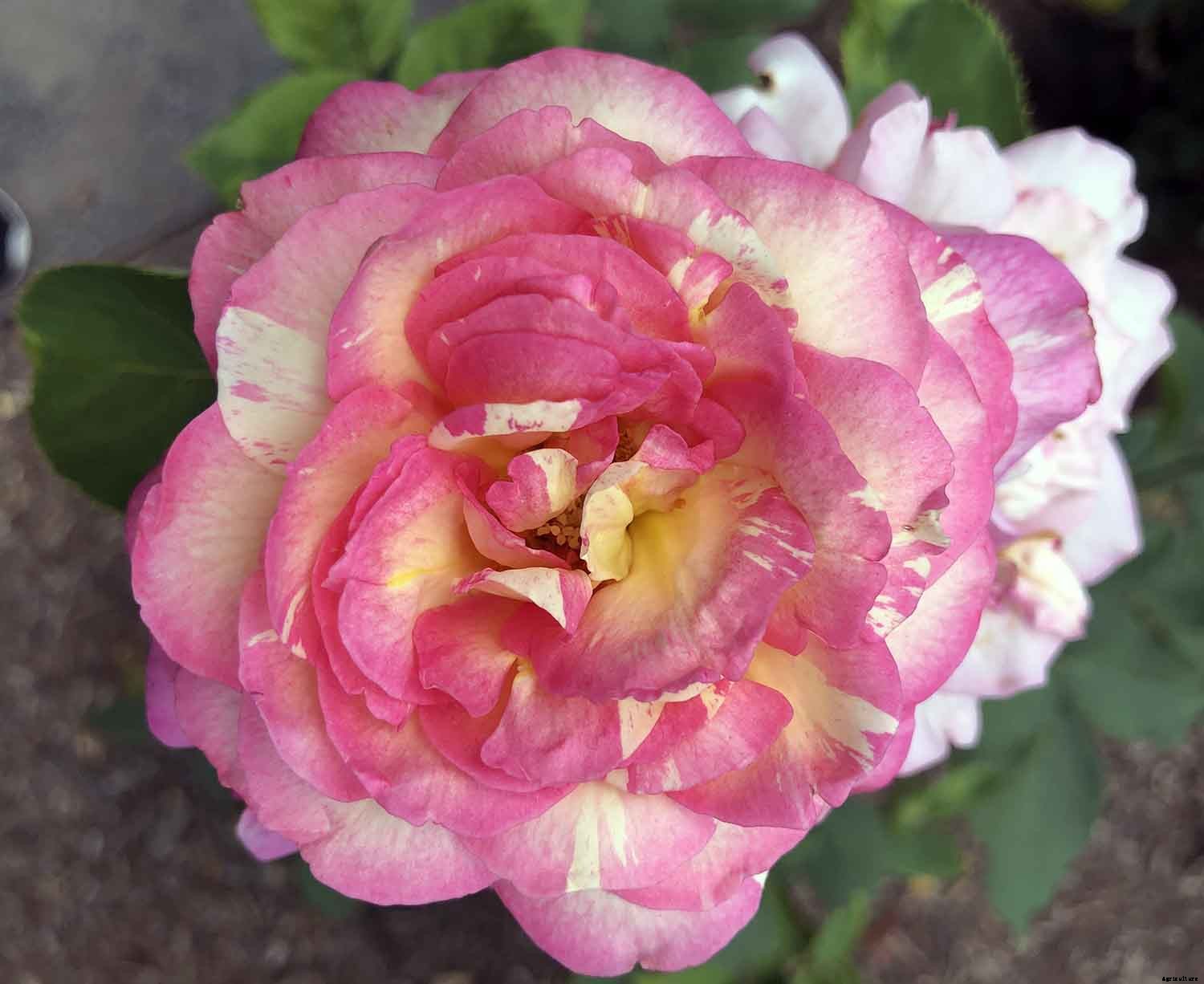 10 Tips to Keep the Joy in Gardening