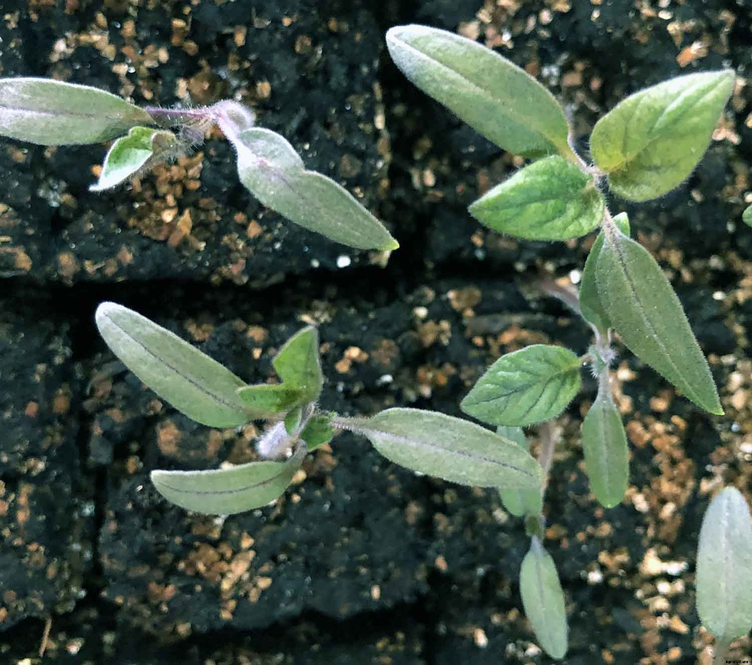 10 Tips to Keep the Joy in Gardening