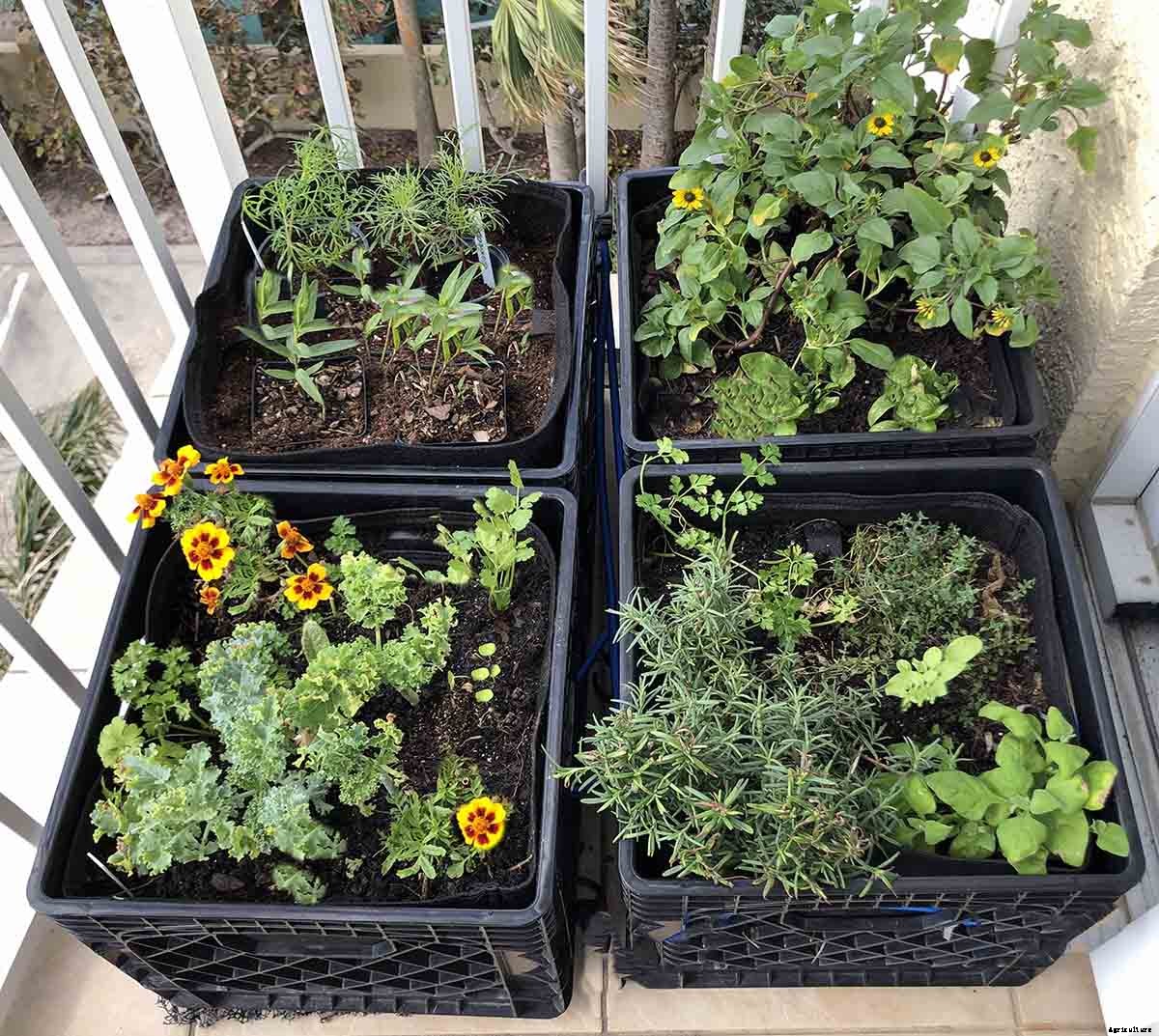 Vegetable gardening with milk crates