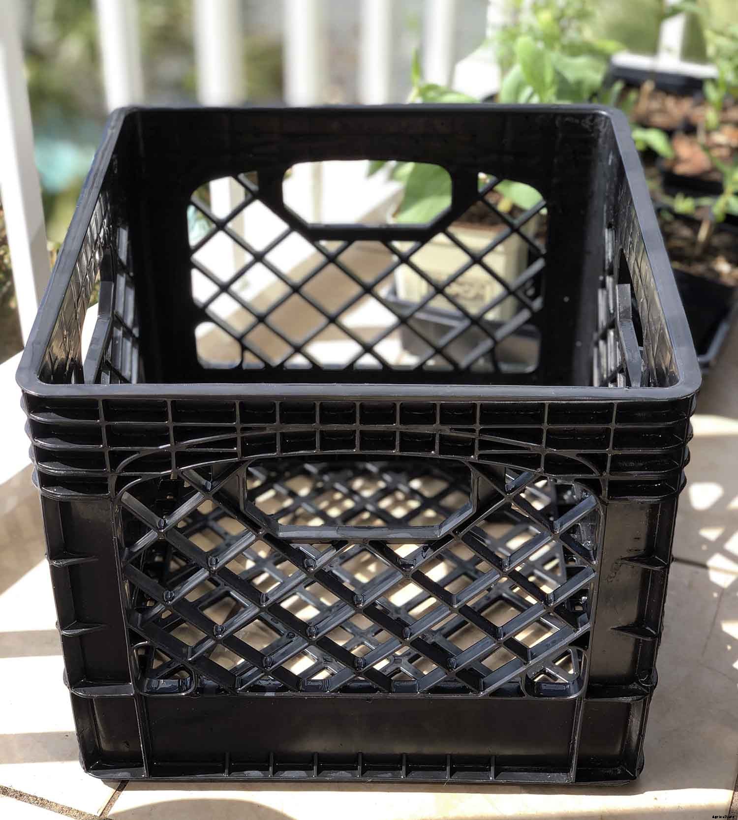 Vegetable gardening with milk crates