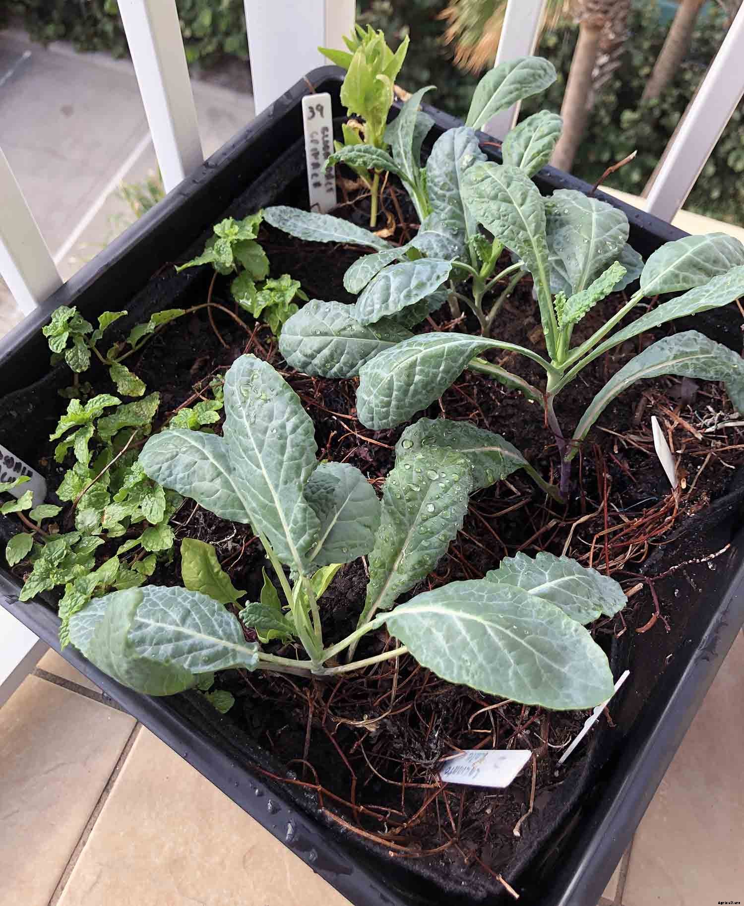Vegetable gardening with milk crates