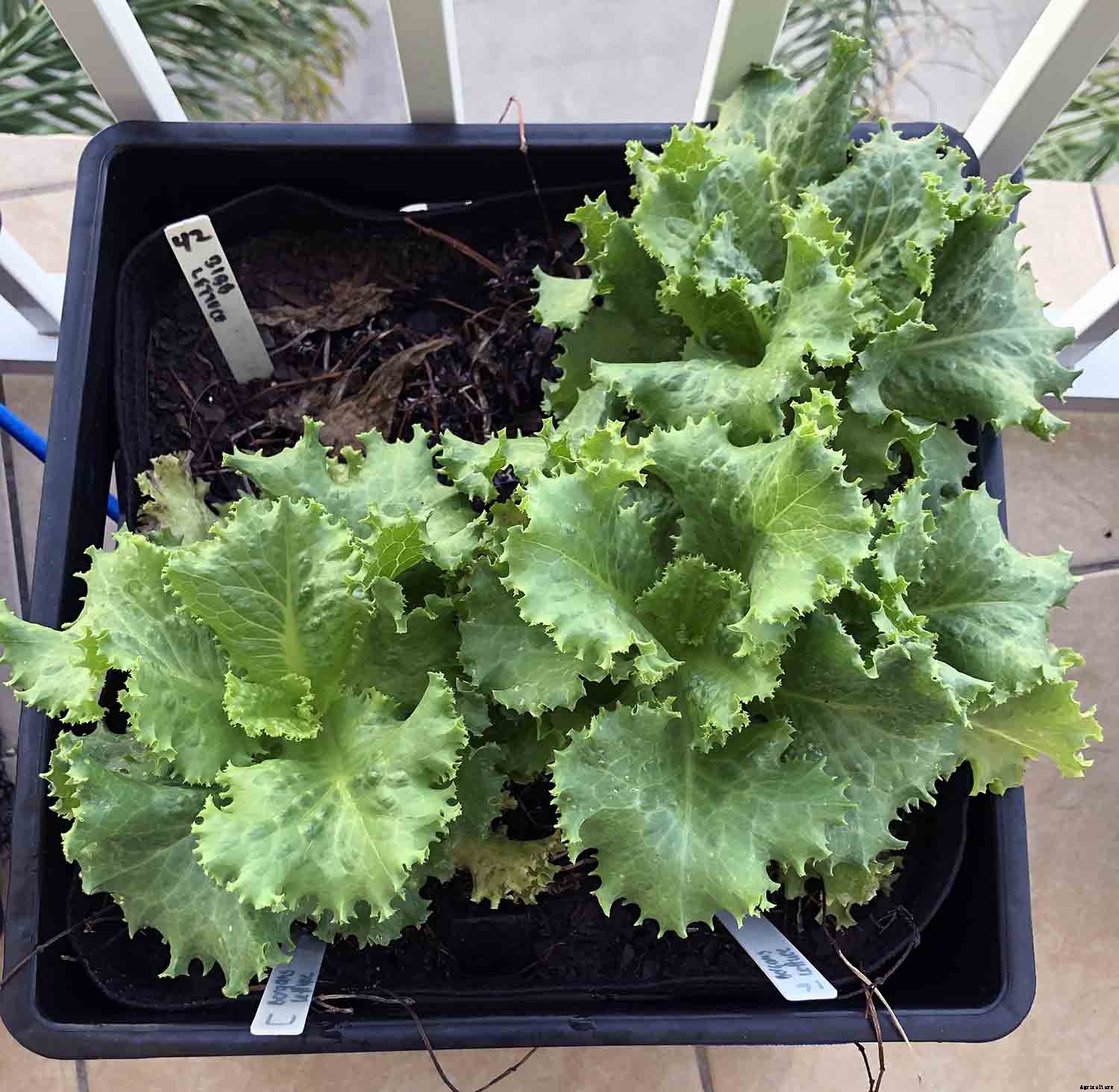 Vegetable gardening with milk crates