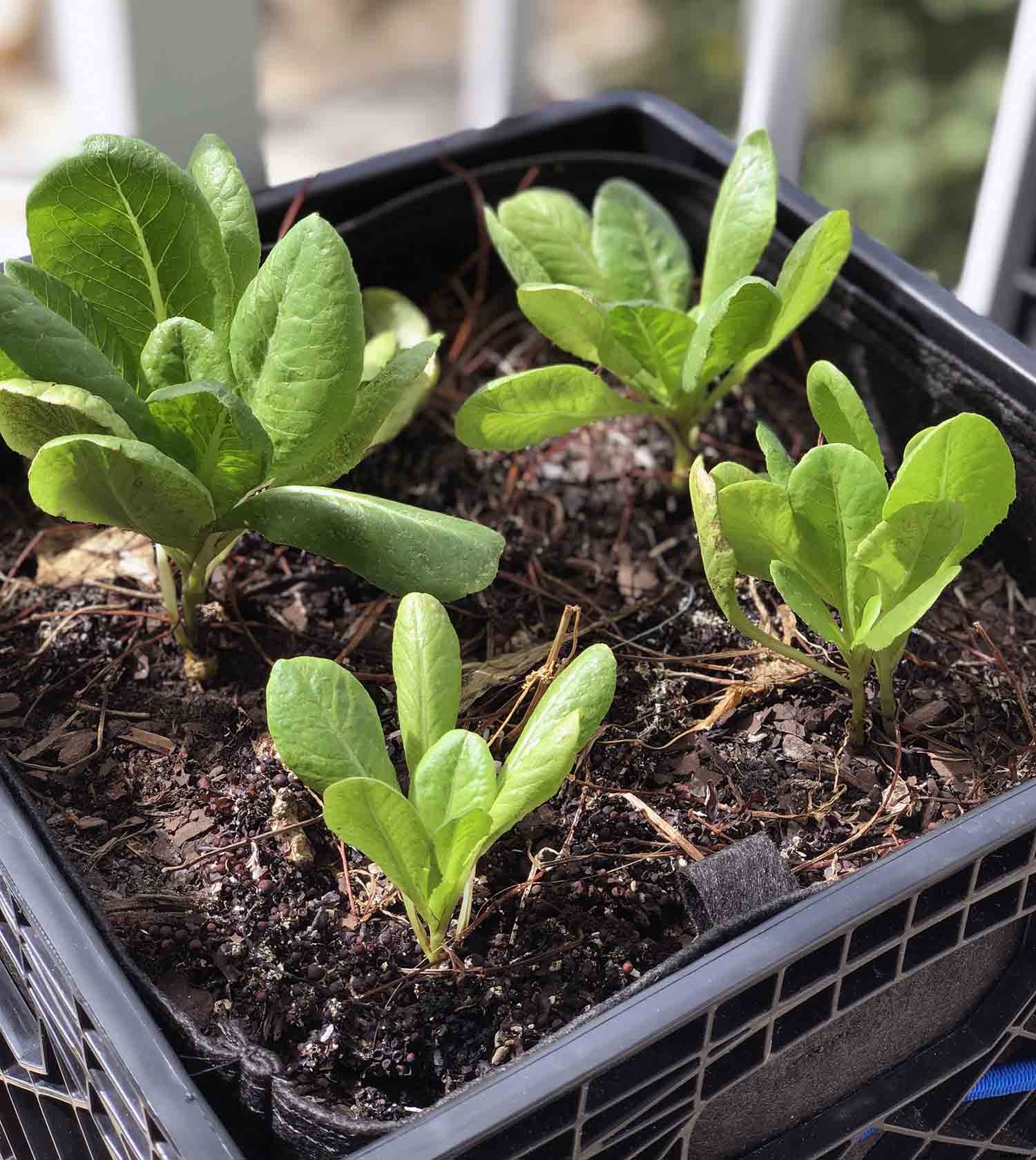 Vegetable gardening with milk crates