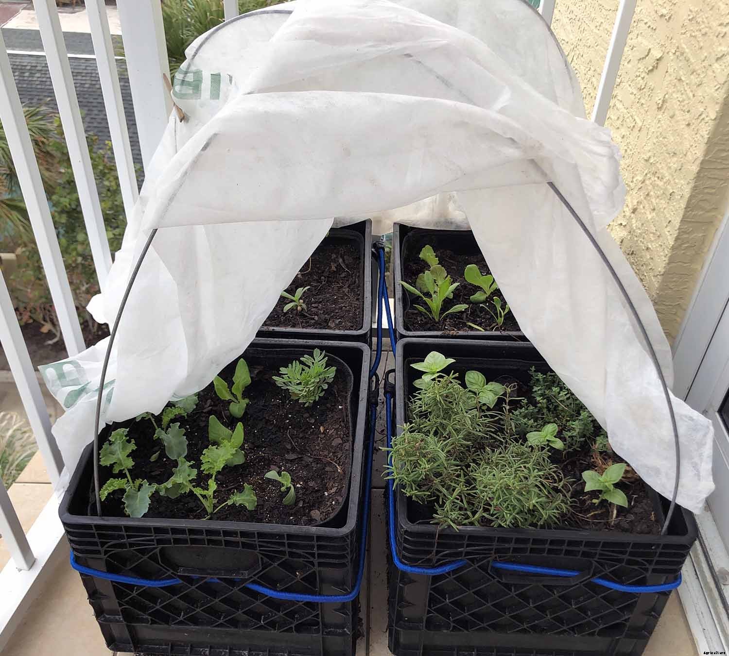 Vegetable gardening with milk crates