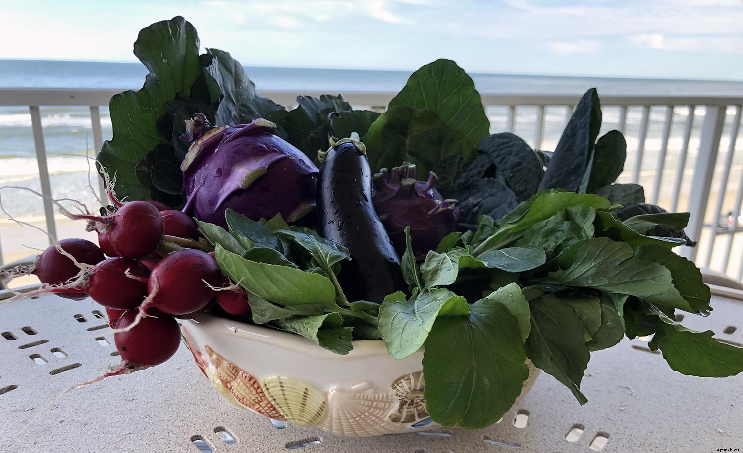 What to Consider when growing vegetables seaside