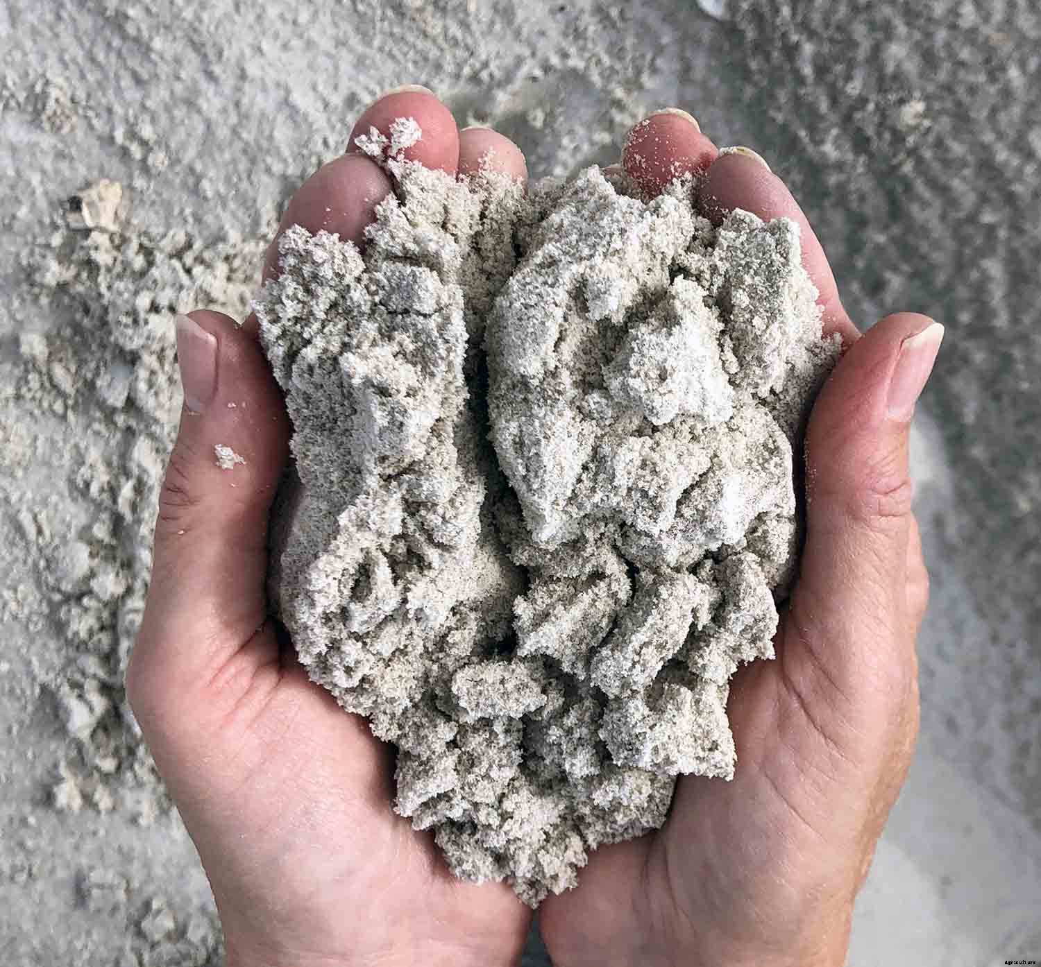 What to Consider when growing vegetables seaside