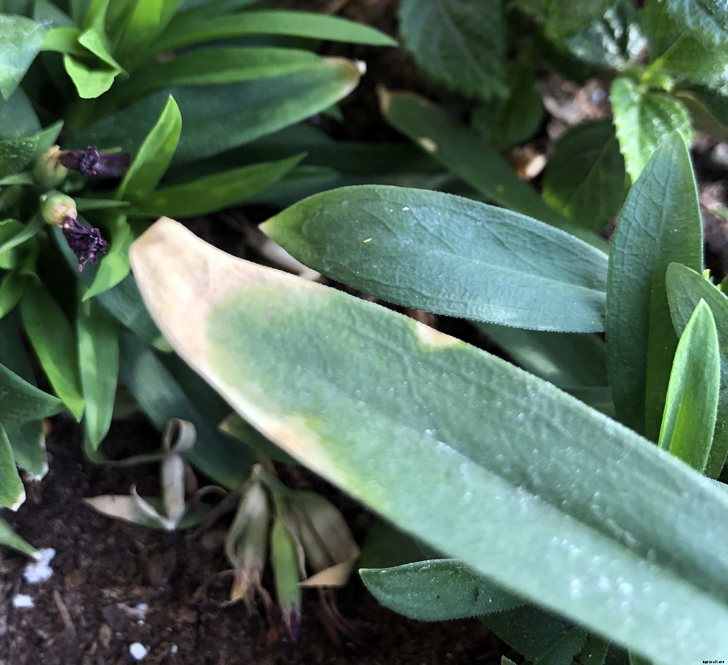 What to Consider when growing vegetables seaside