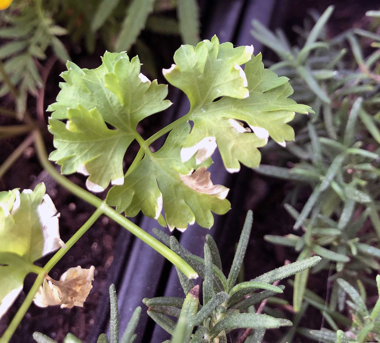 What to Consider when growing vegetables seaside