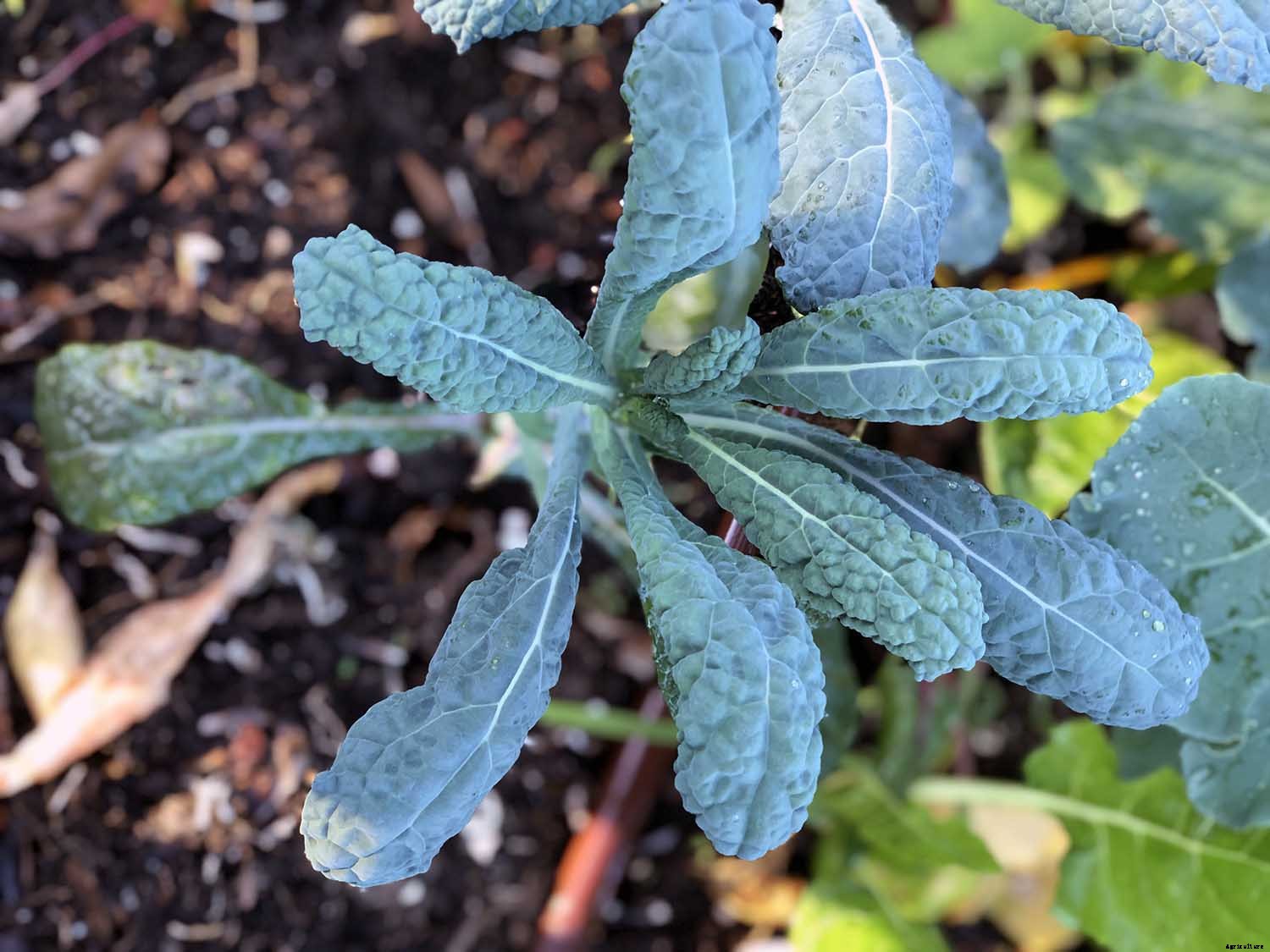 What to Consider when growing vegetables seaside