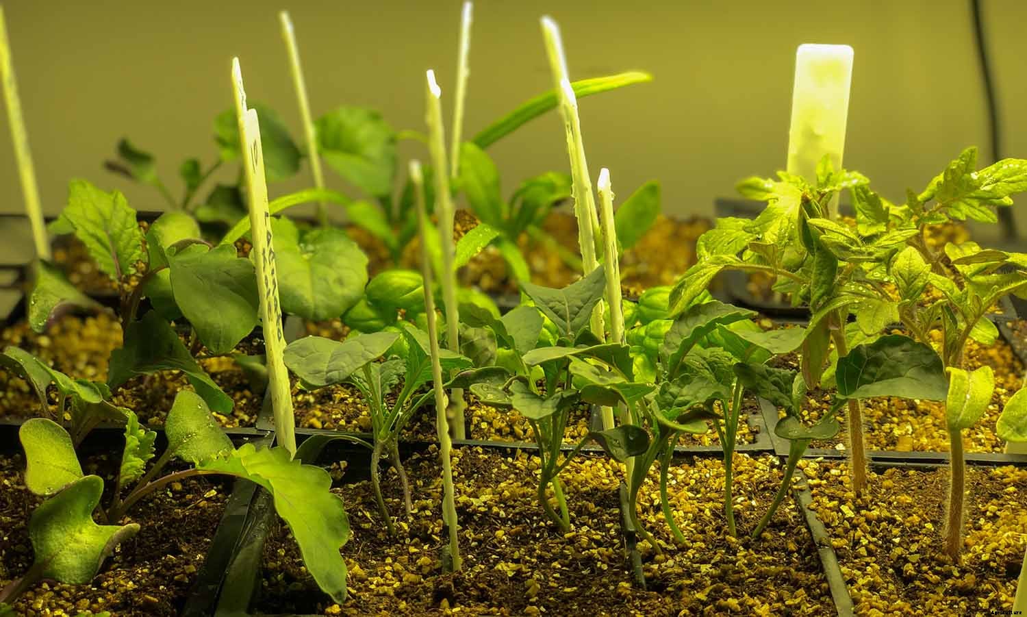 Four seed companies you should try in 2020