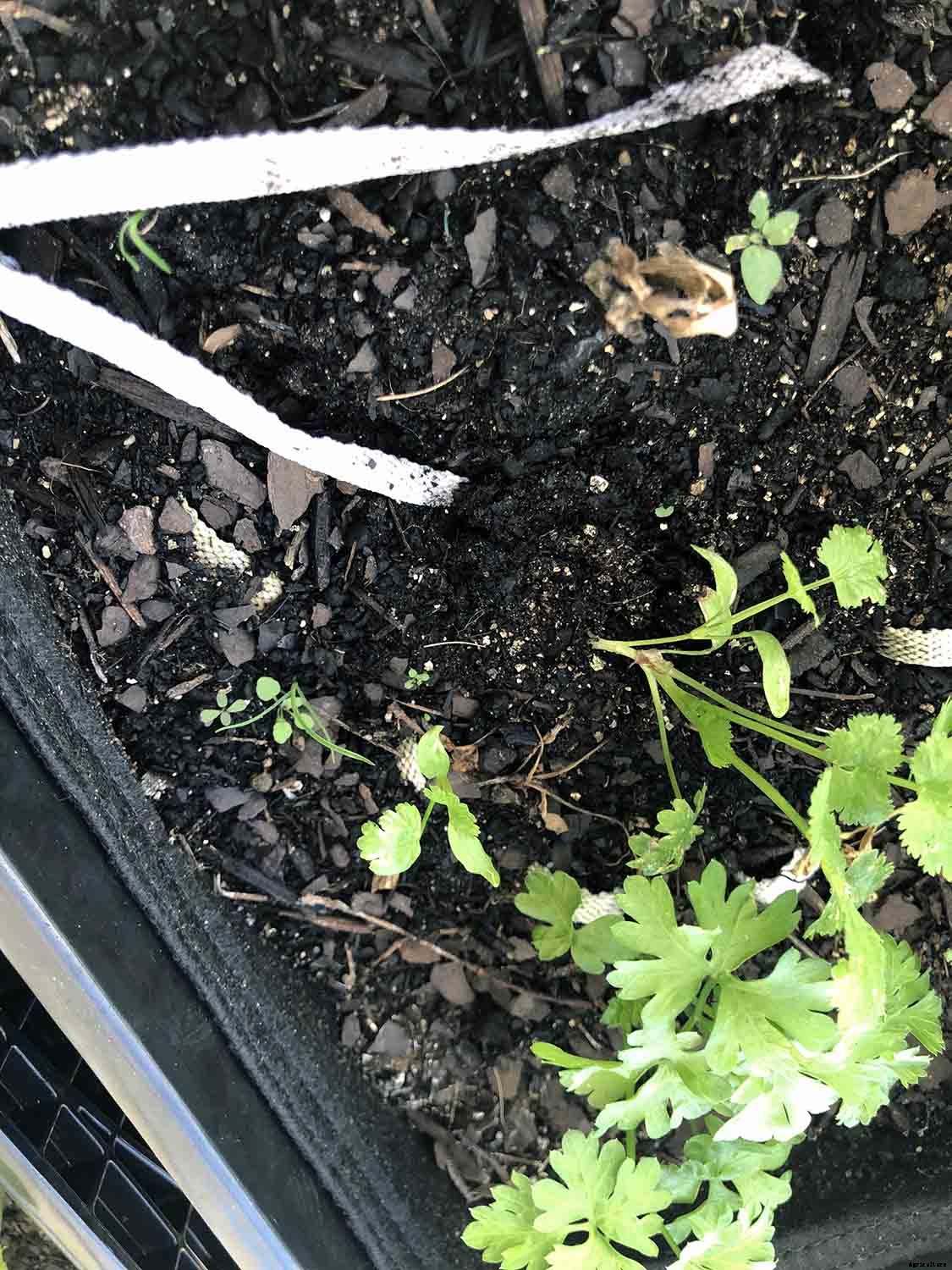 DIY Wick Watering System