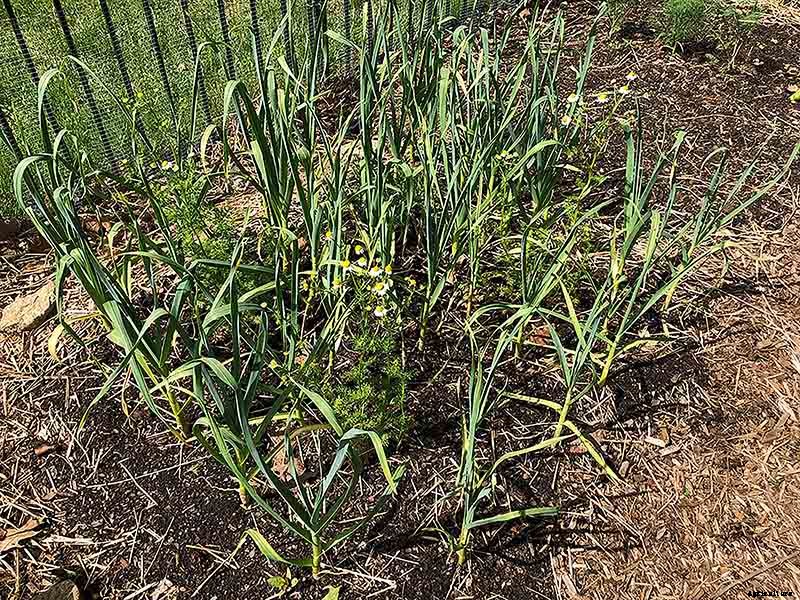 Successfully Growing Garlic in your Garden