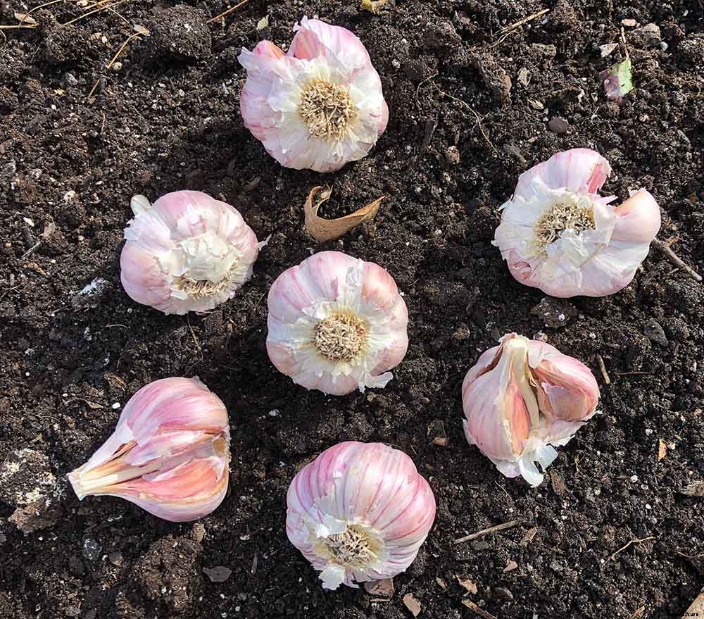 Successfully Growing Garlic in your Garden