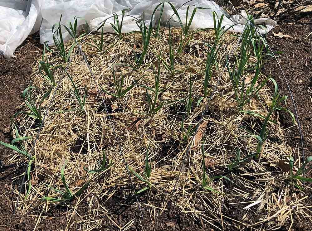 Successfully Growing Garlic in your Garden