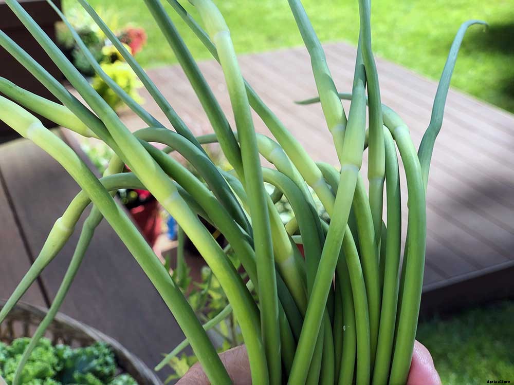 Successfully Growing Garlic in your Garden