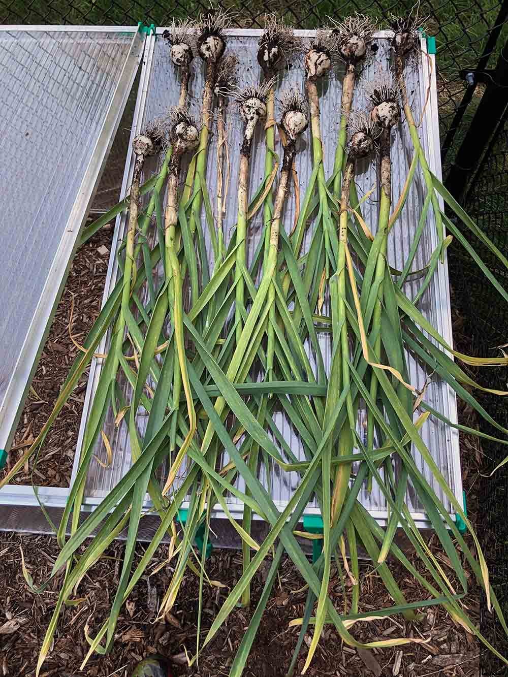 Successfully Growing Garlic in your Garden