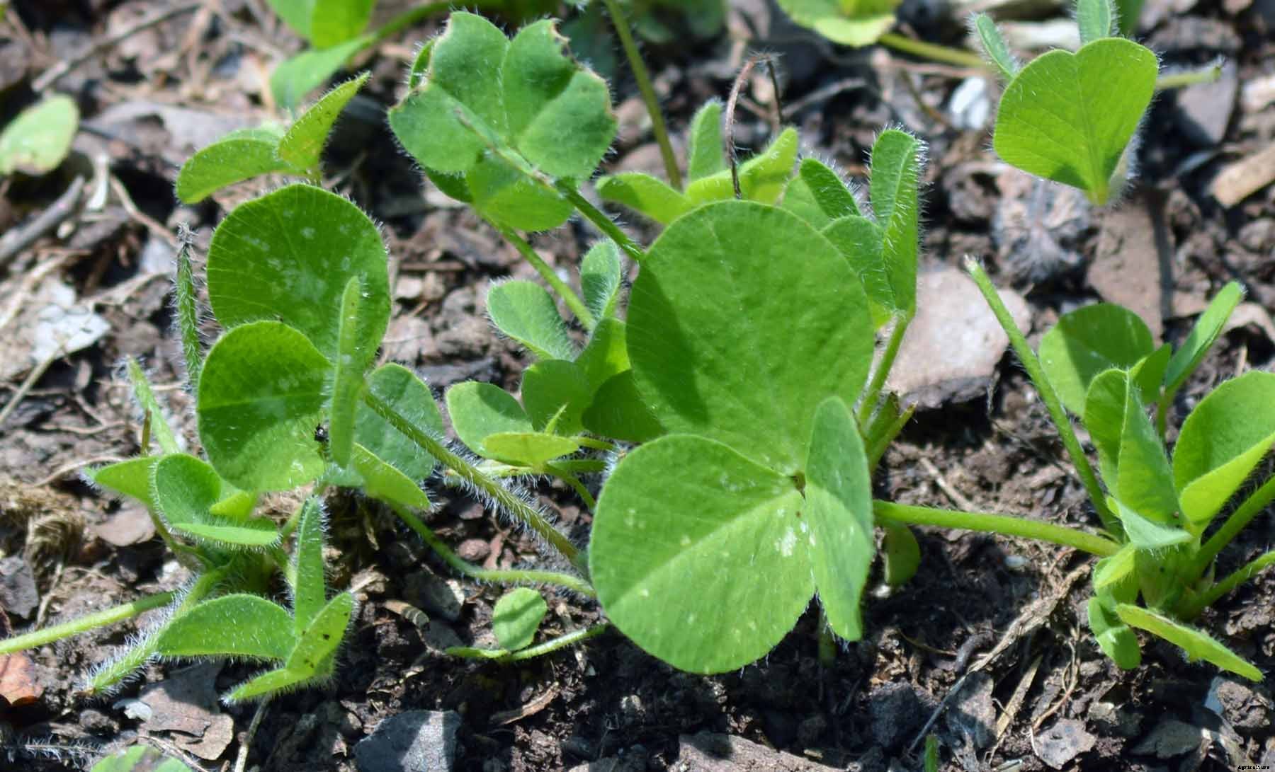 Using Cover Crops in the Home Garden