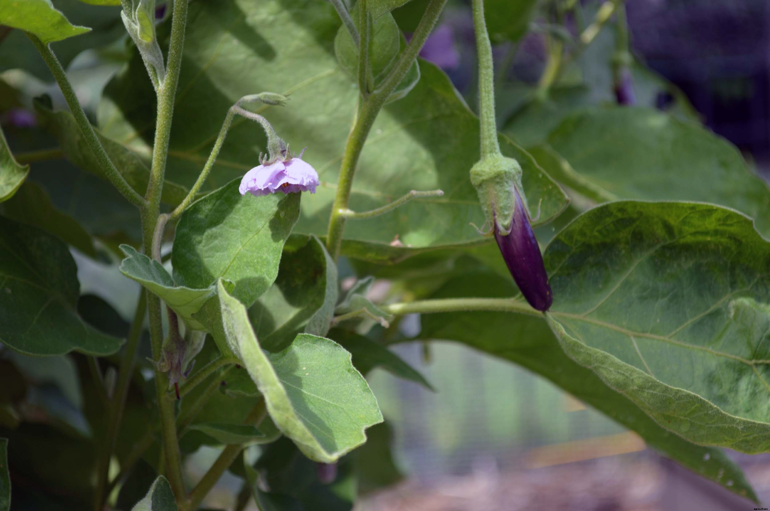 How to successfully grow Eggplant in your home garden