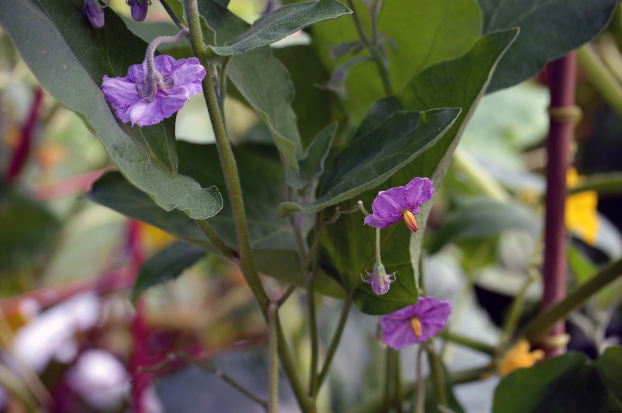 How to successfully grow Eggplant in your home garden