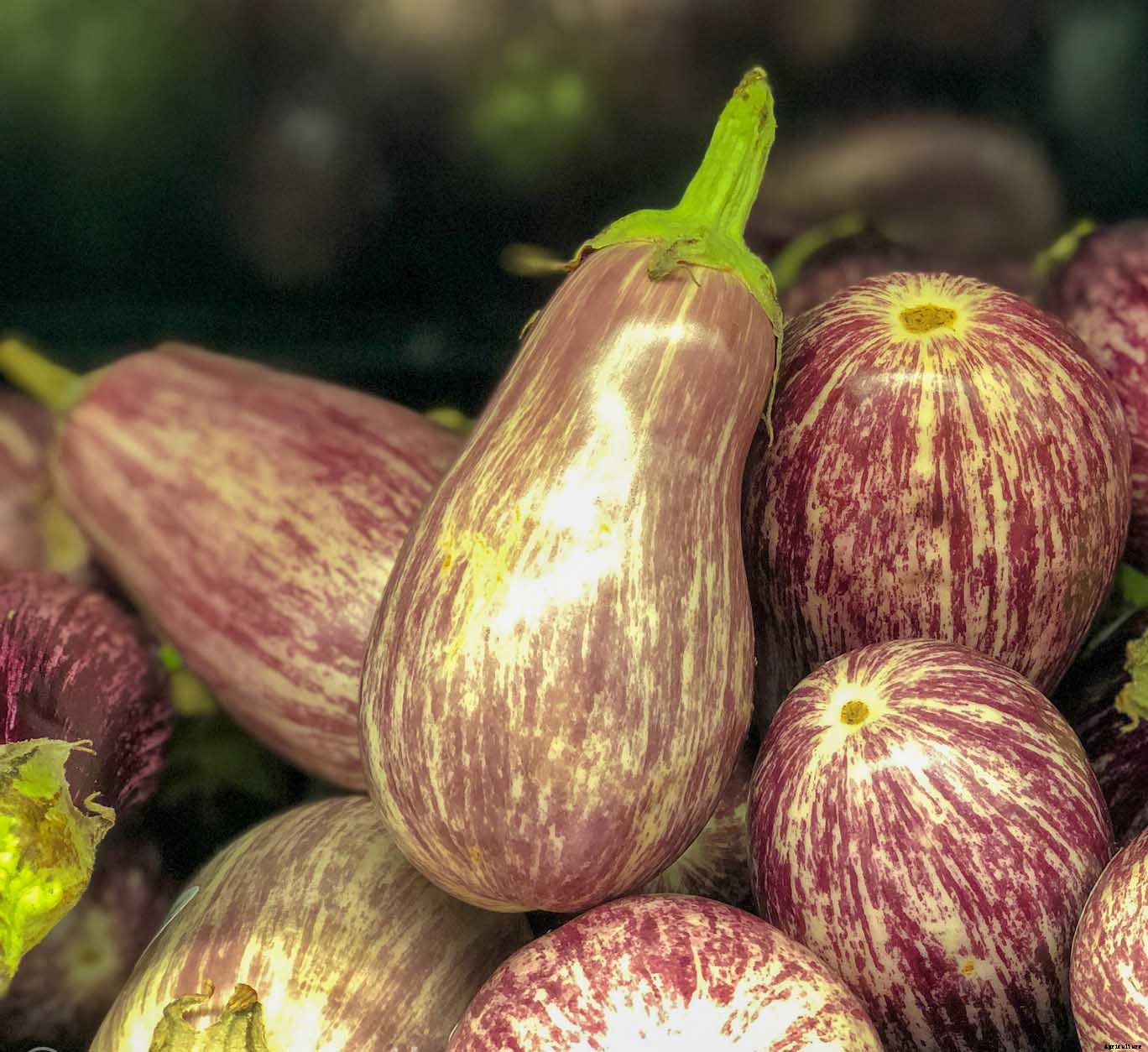 How to successfully grow Eggplant in your home garden