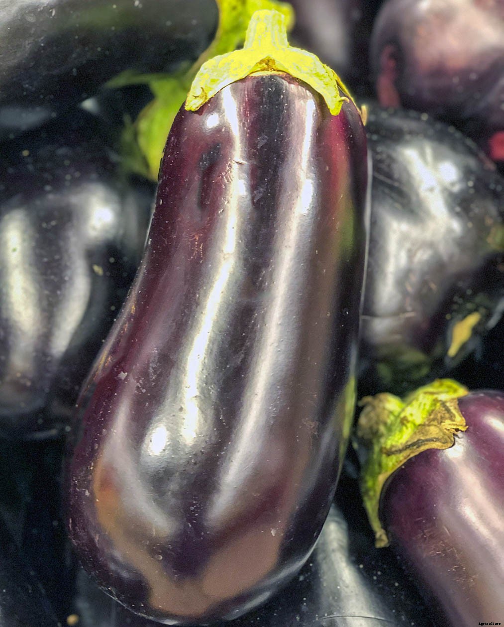 How to successfully grow Eggplant in your home garden