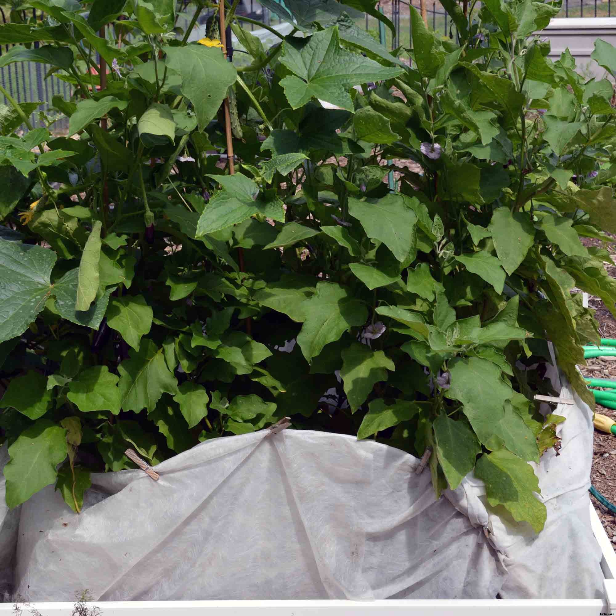 How to successfully grow Eggplant in your home garden