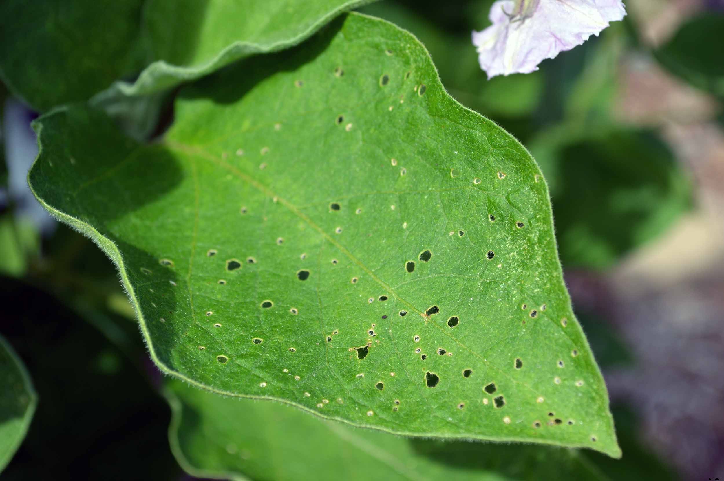 How to successfully grow Eggplant in your home garden