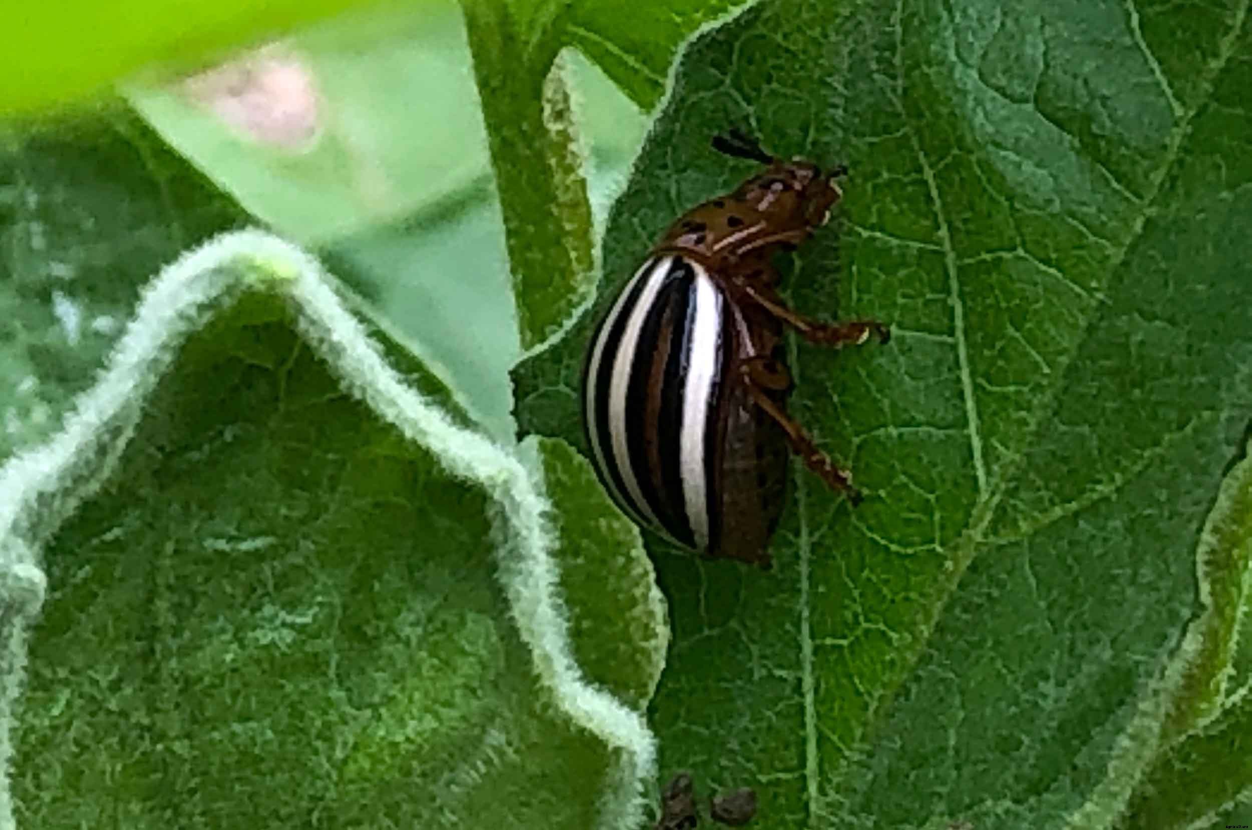 How to successfully grow Eggplant in your home garden