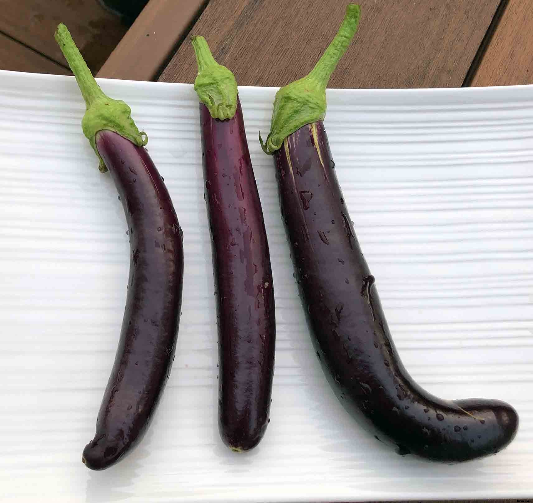 How to successfully grow Eggplant in your home garden