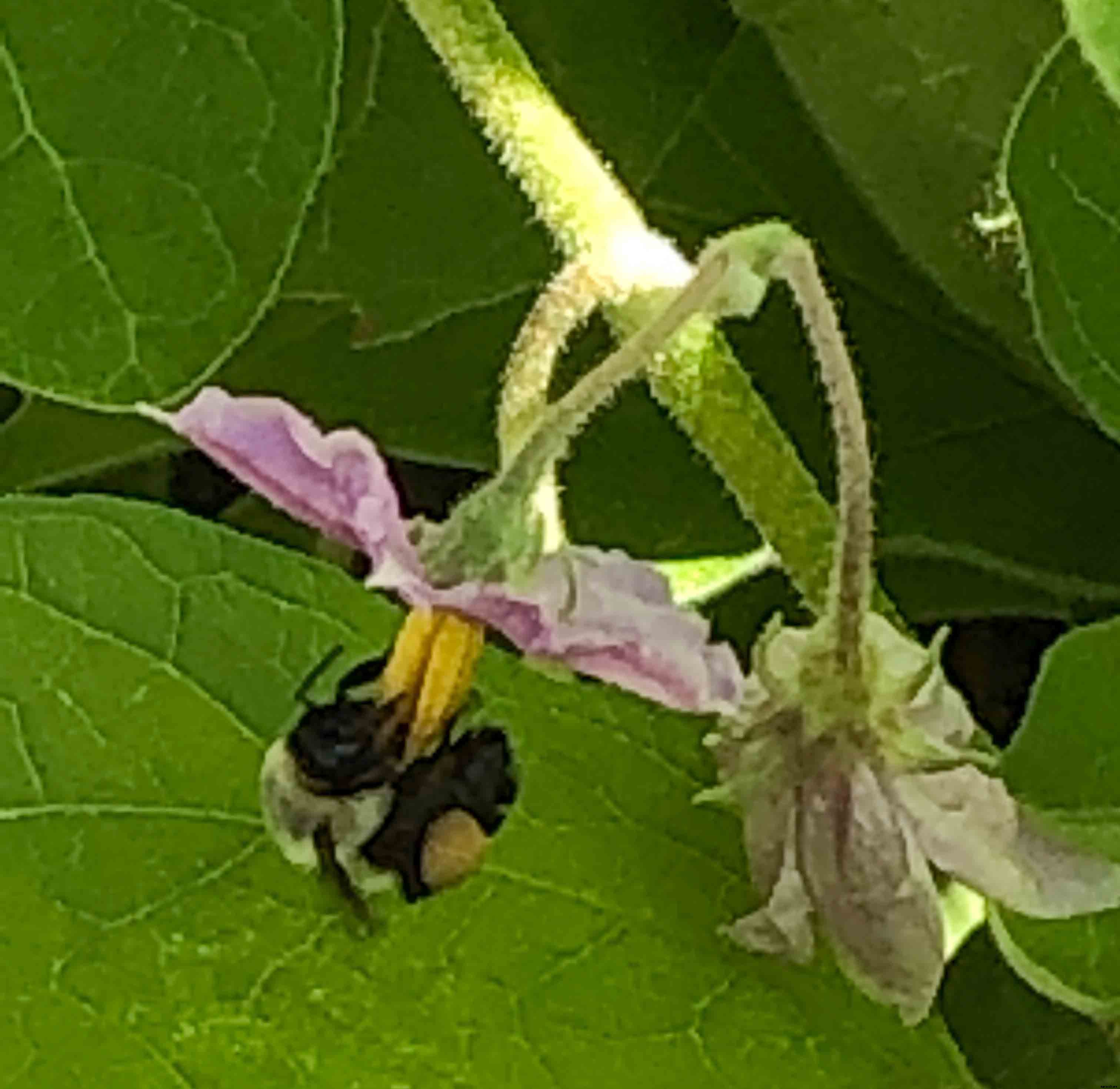 How to successfully grow Eggplant in your home garden