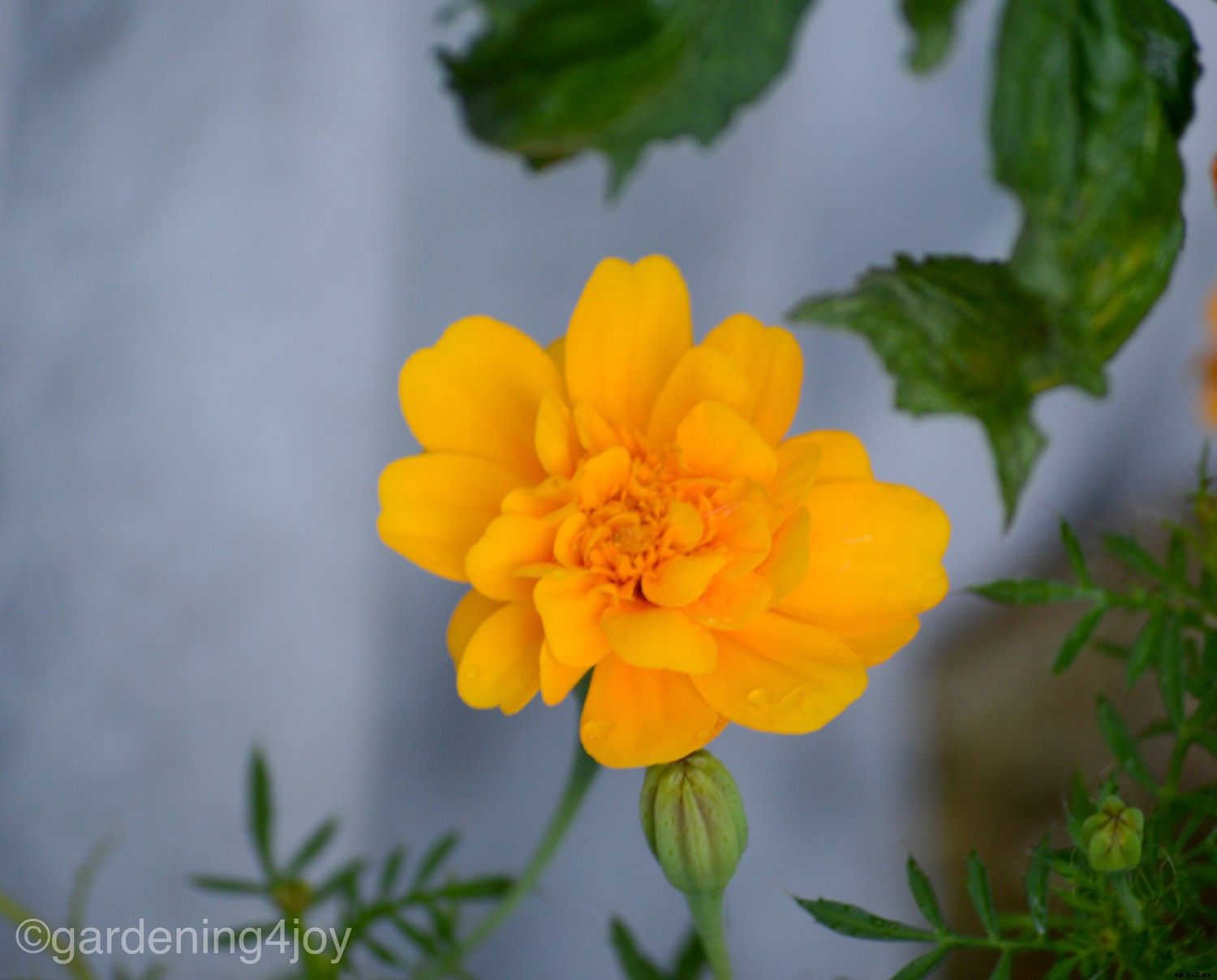 Growing and caring for marigolds, the complete guide