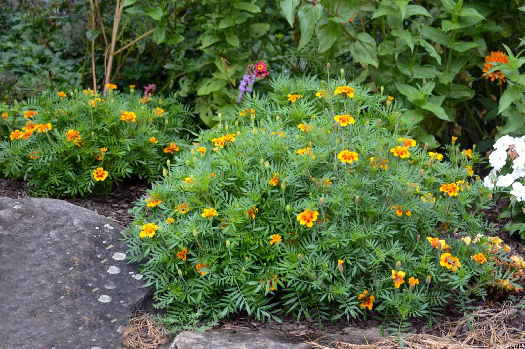 Growing and caring for marigolds, the complete guide