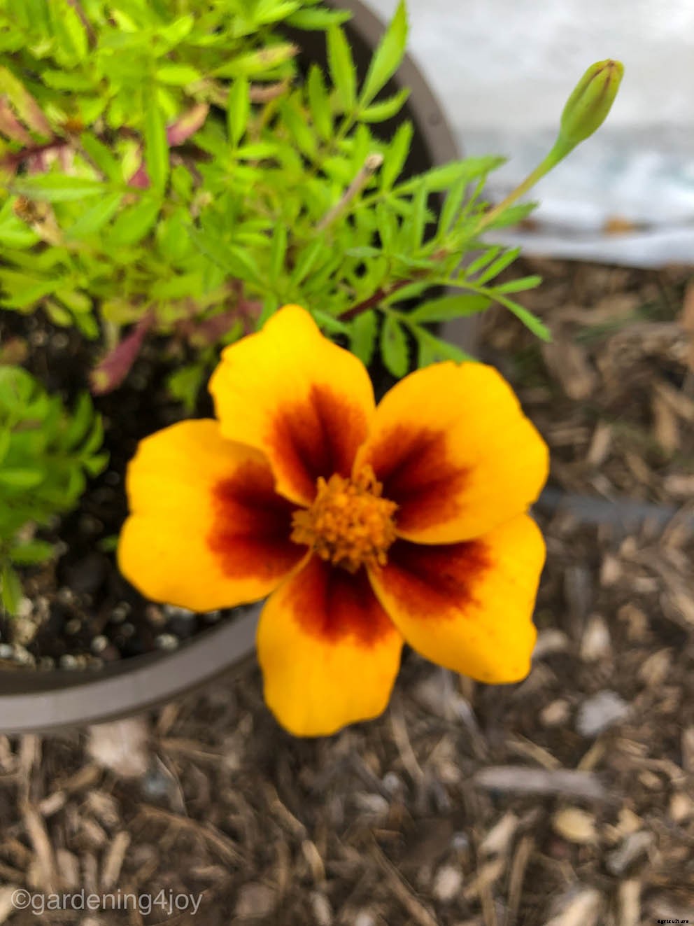 Growing and caring for marigolds, the complete guide