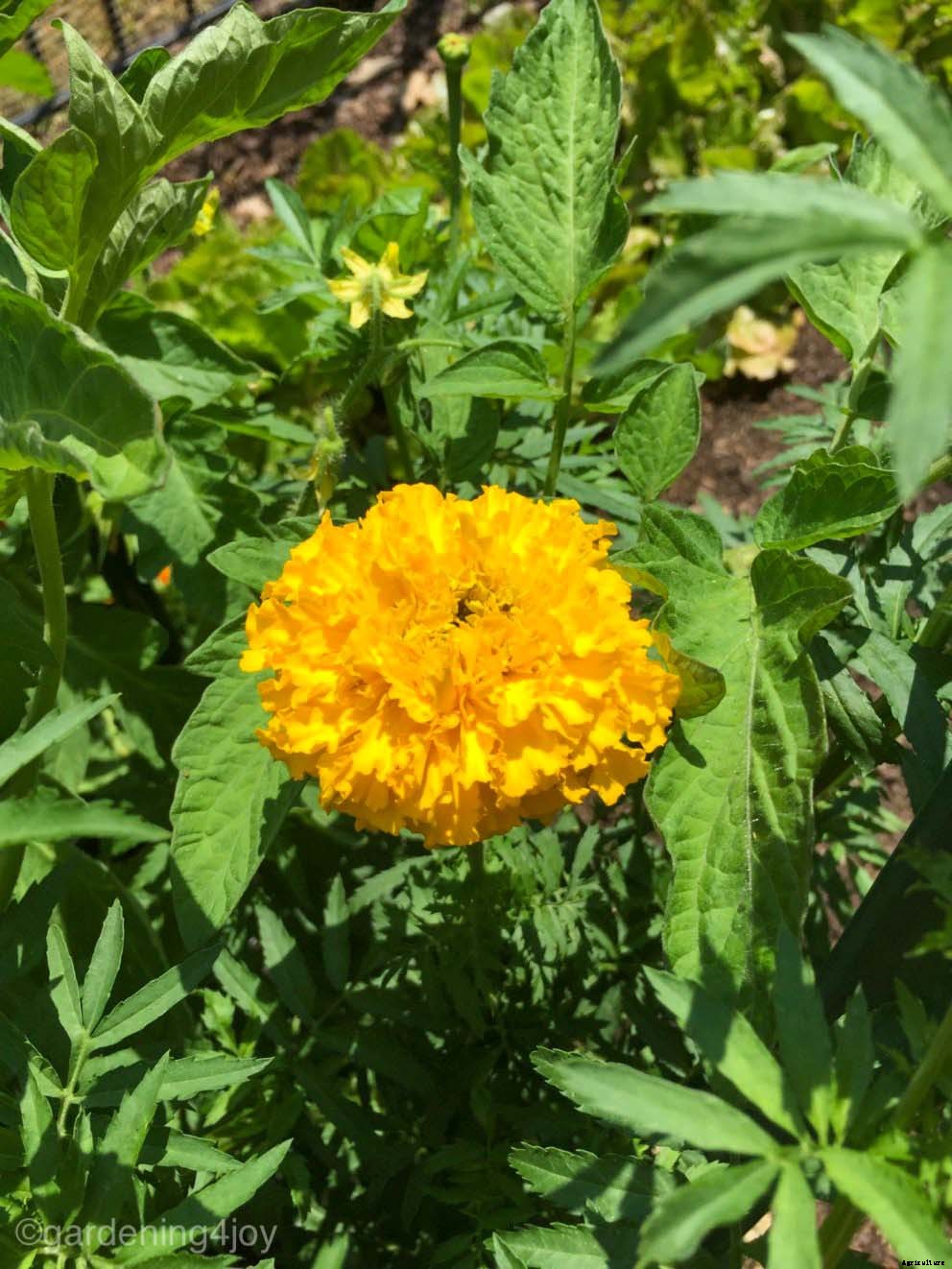Growing and caring for marigolds, the complete guide