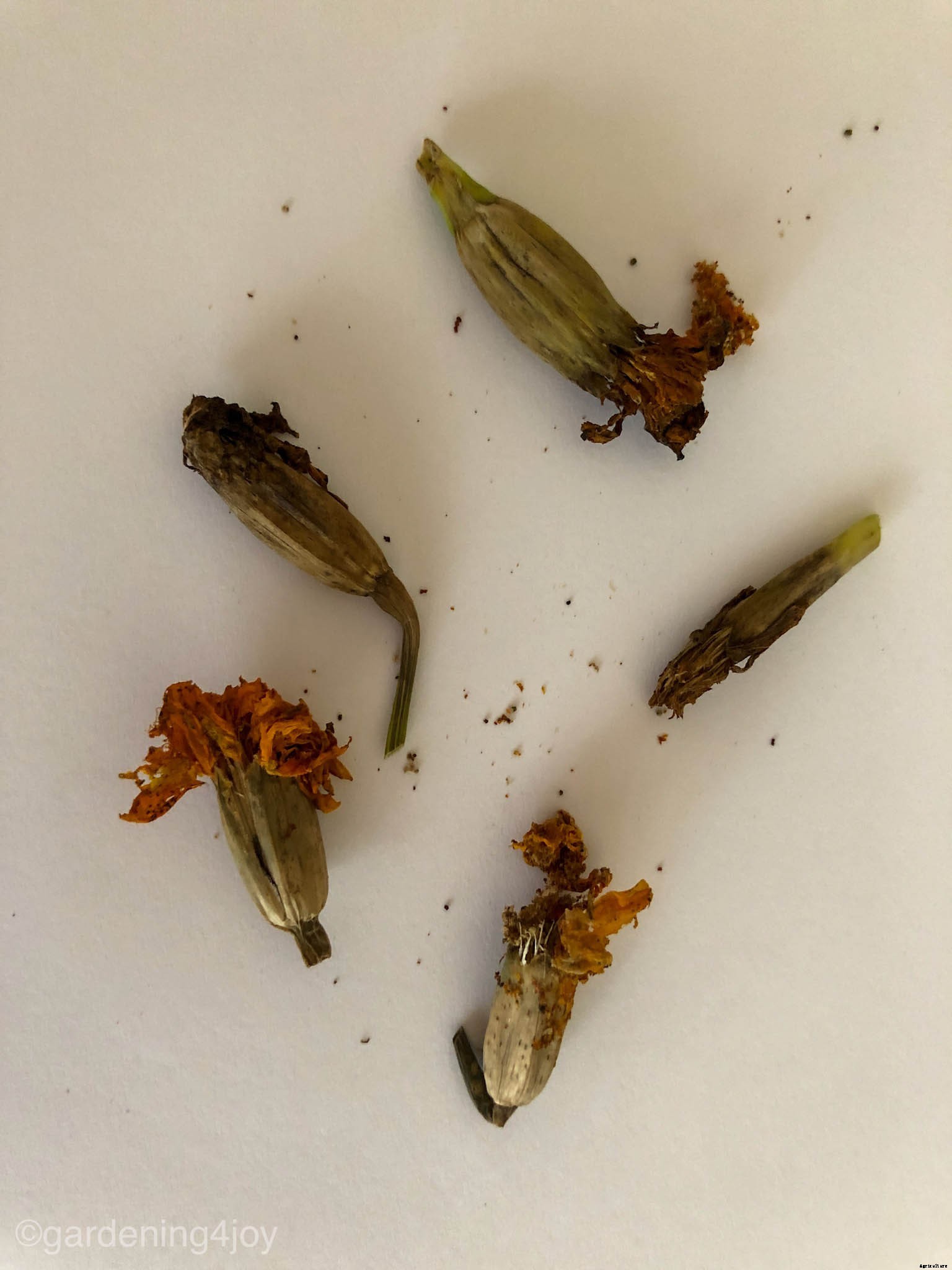 Growing and caring for marigolds, the complete guide