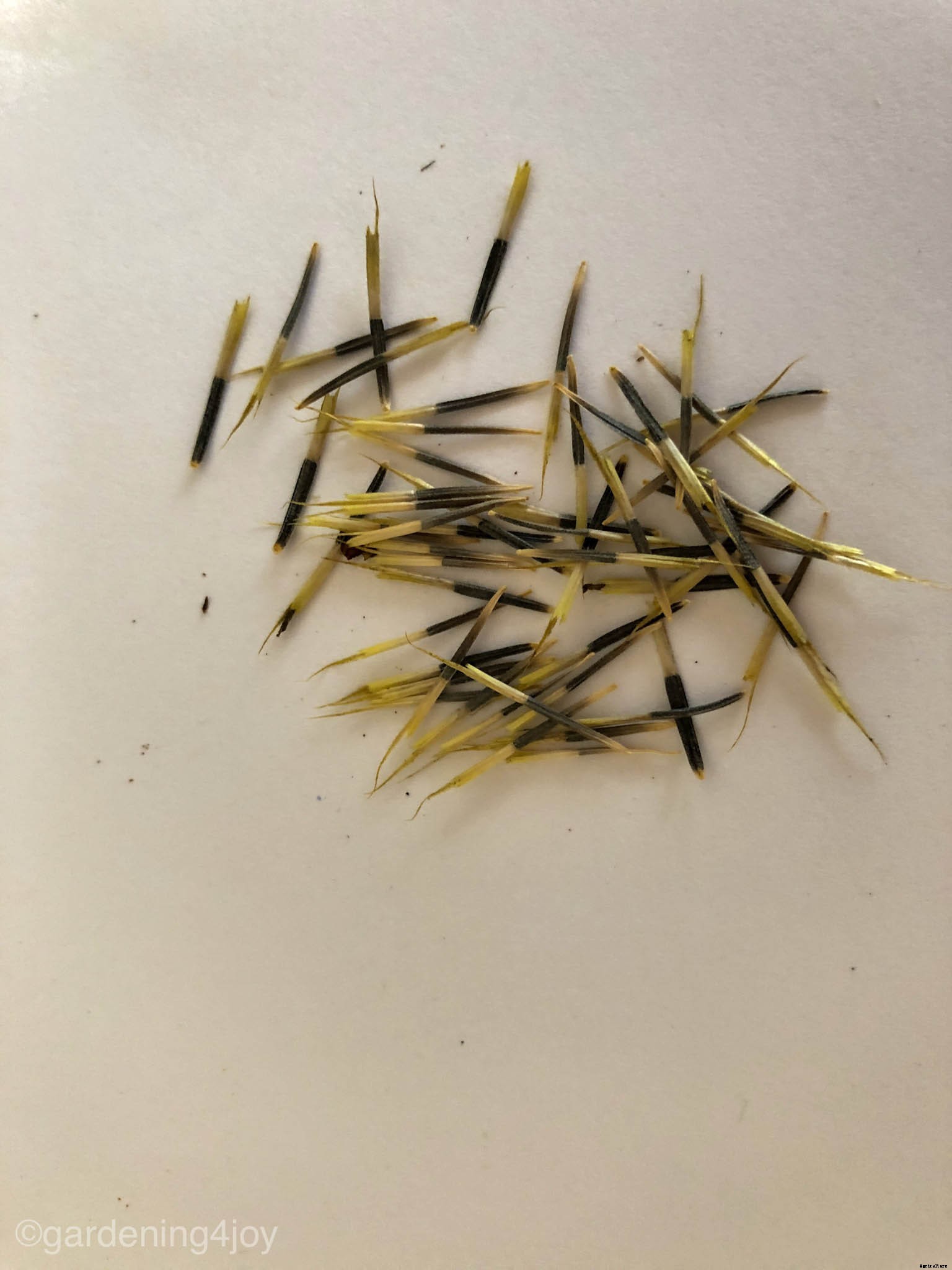 Growing and caring for marigolds, the complete guide