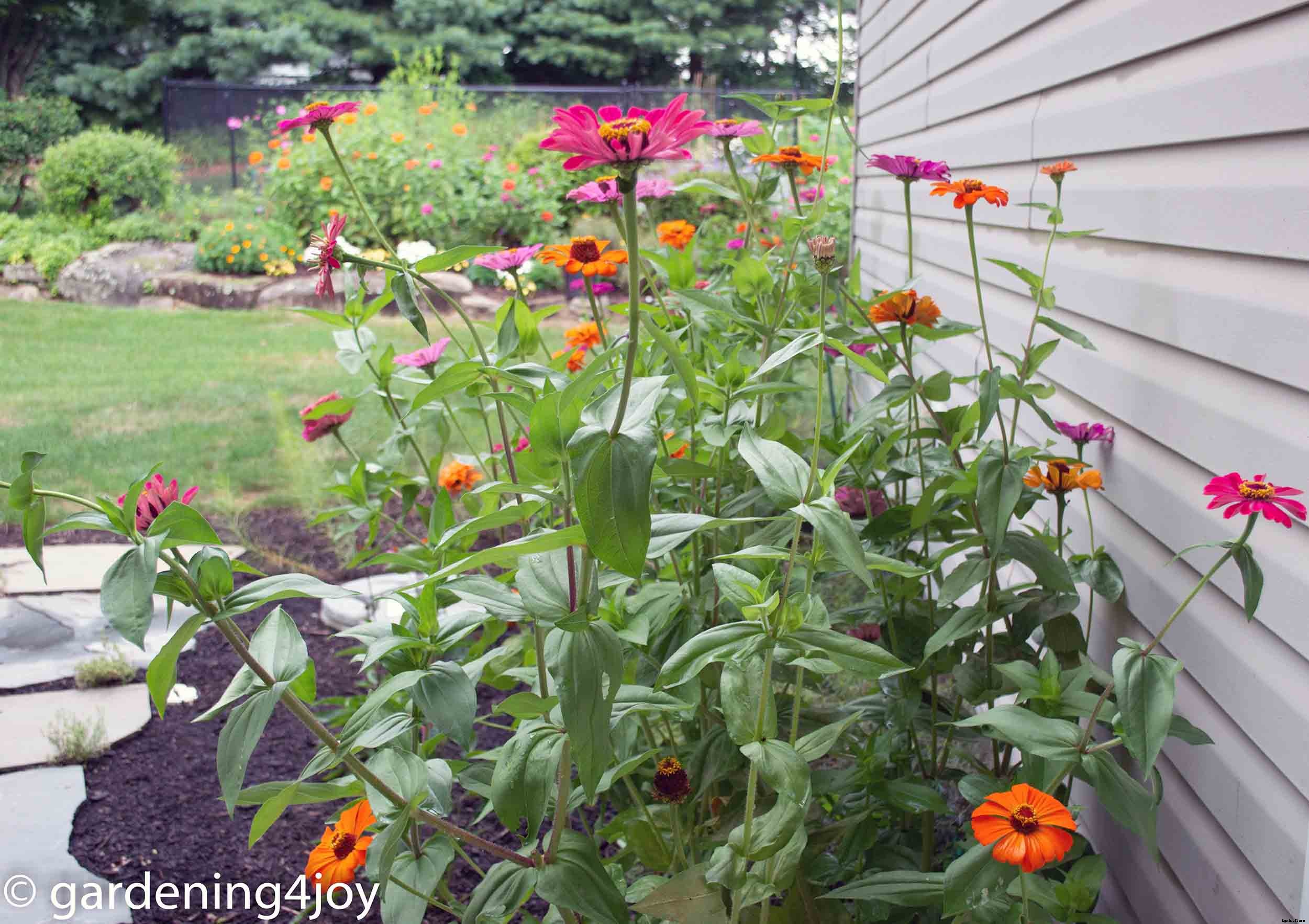 Growing and caring for Zinnias, the complete guide