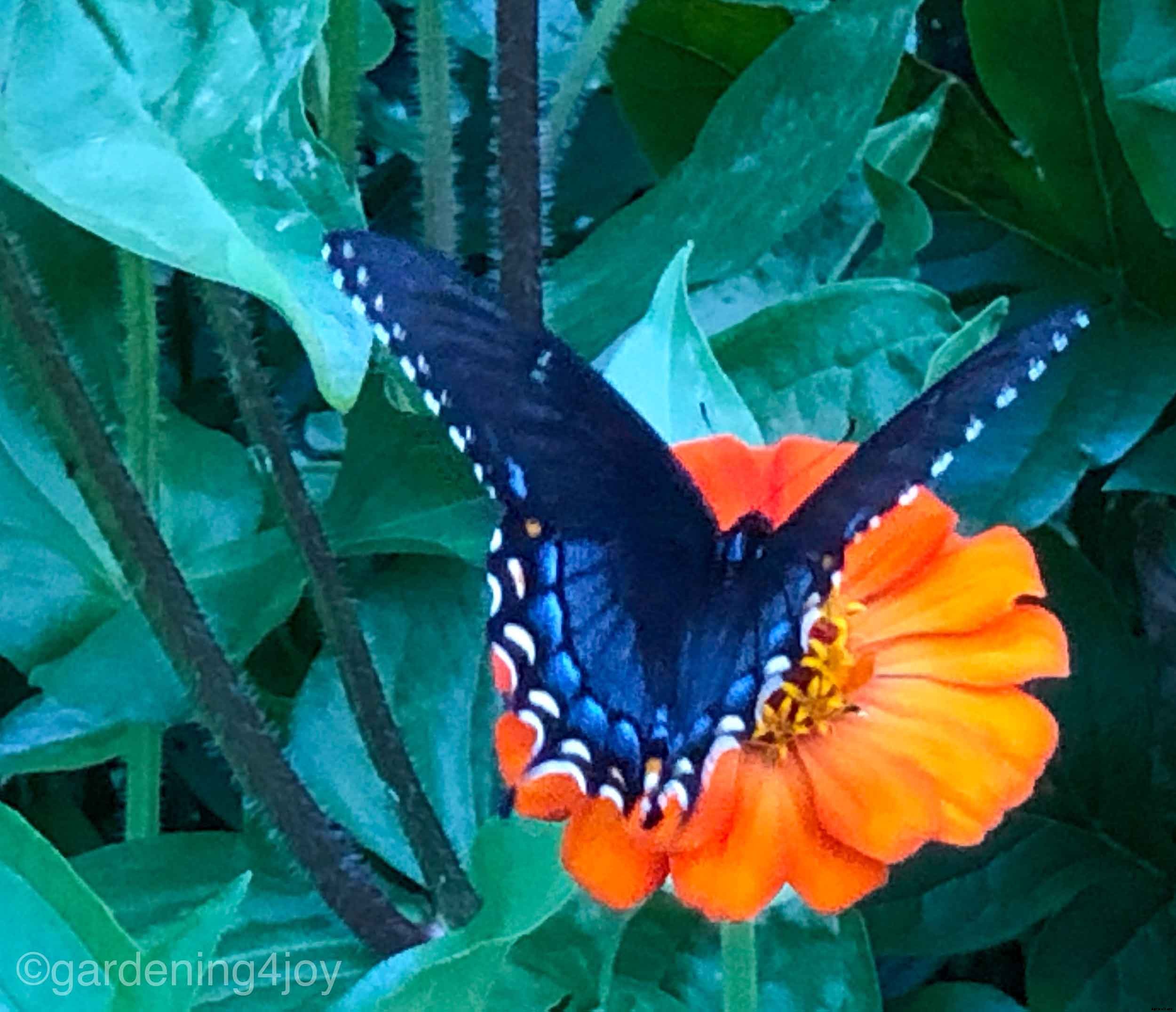 Growing and caring for Zinnias, the complete guide