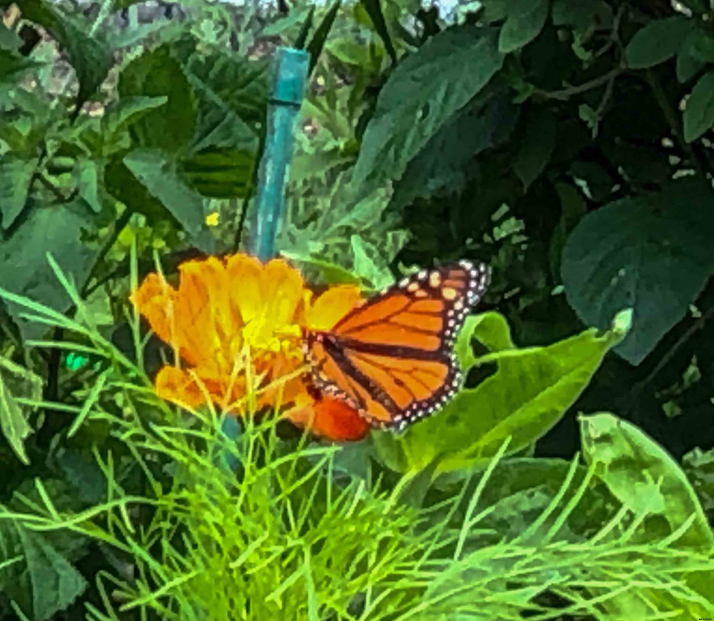 Growing and caring for Zinnias, the complete guide