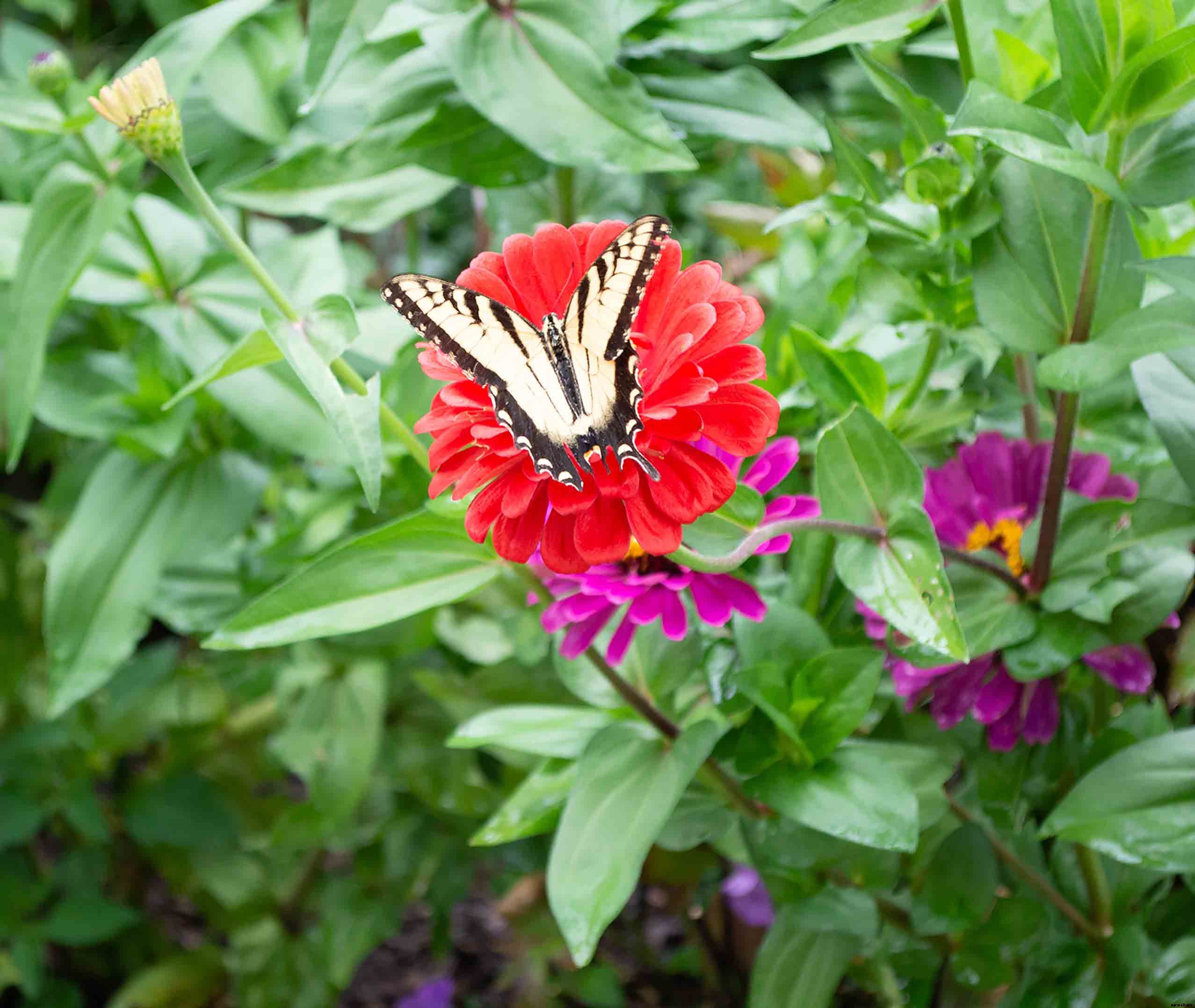 Growing and caring for Zinnias, the complete guide