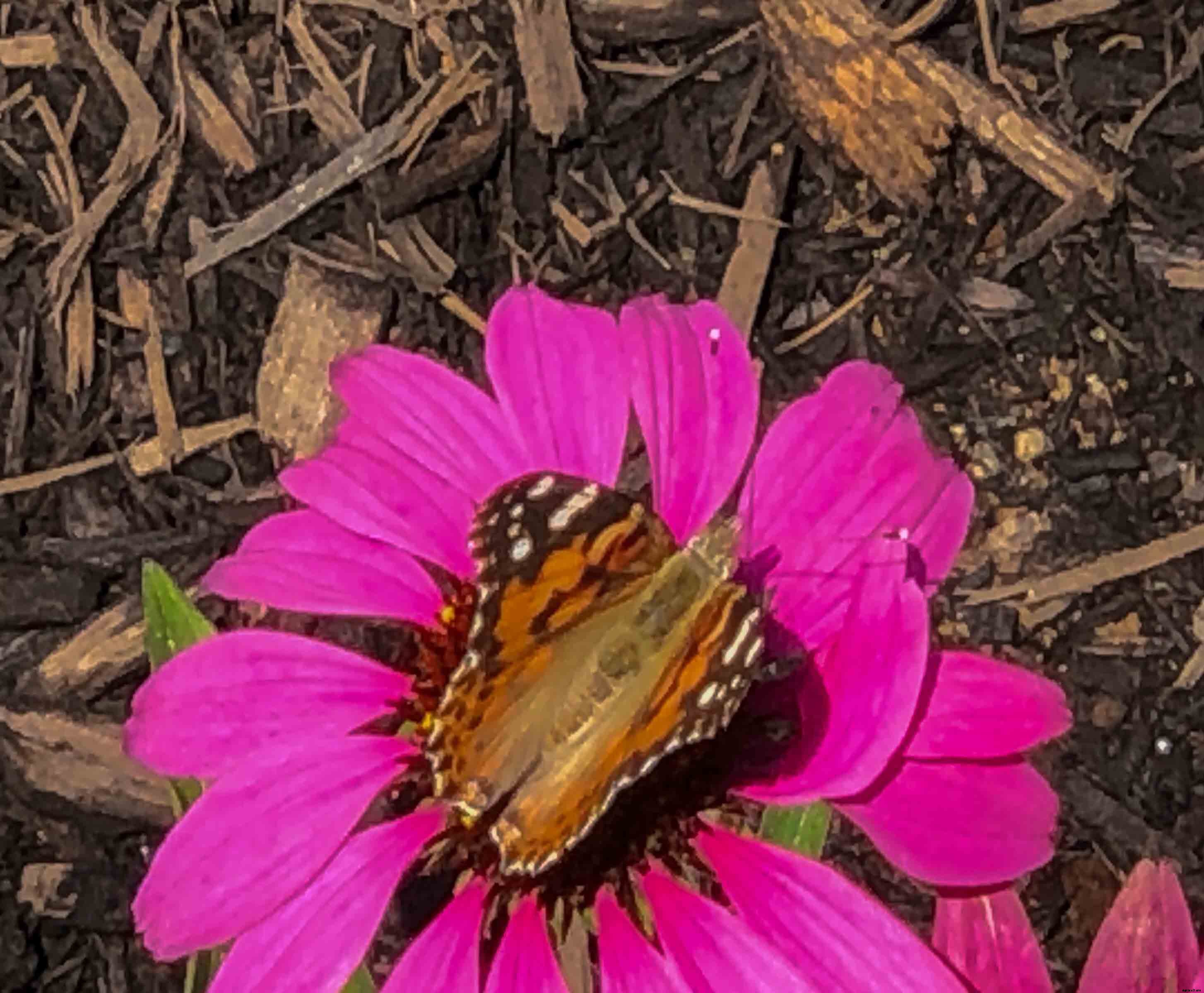 Growing and caring for Zinnias, the complete guide