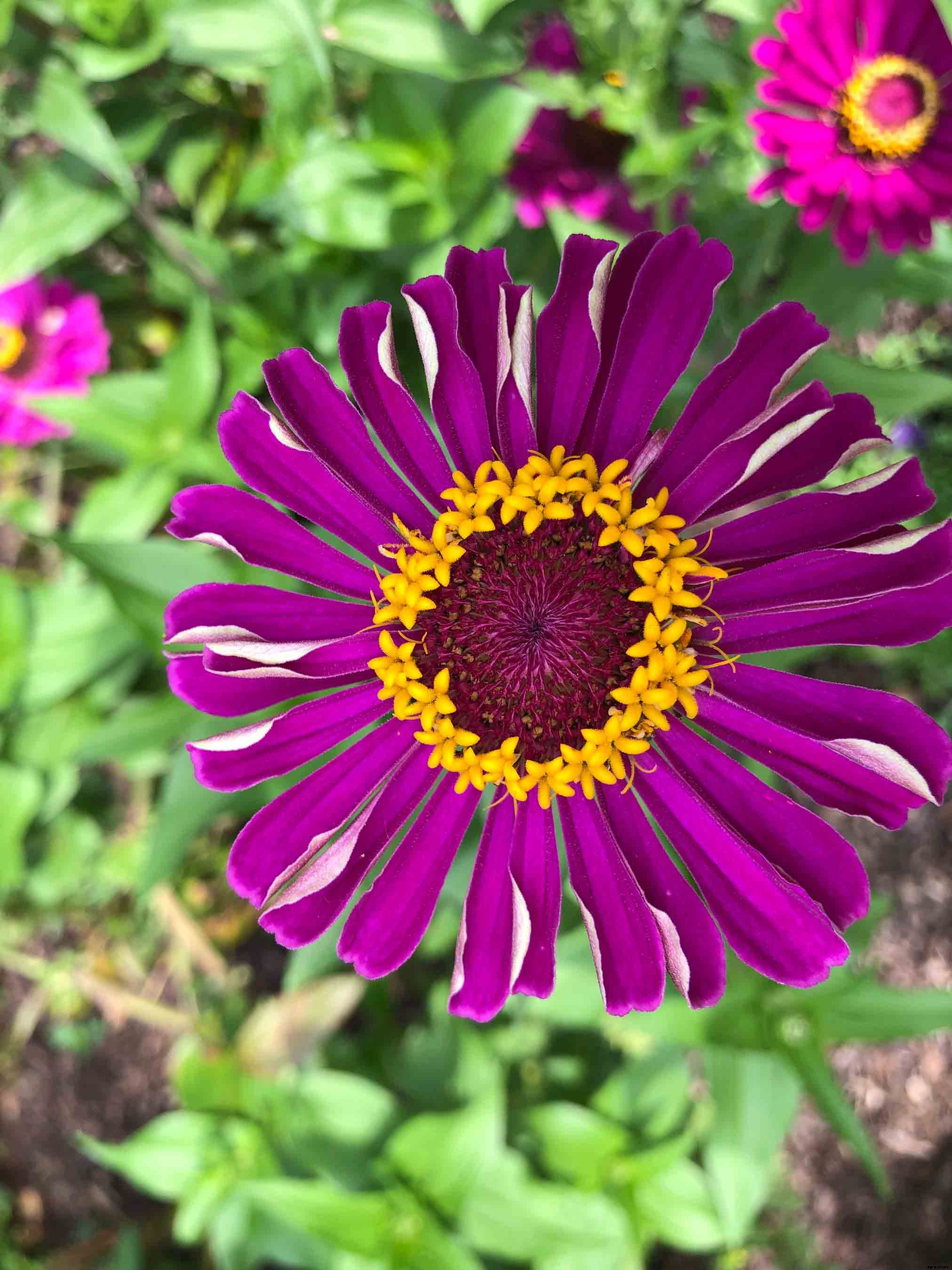 Growing and caring for Zinnias, the complete guide