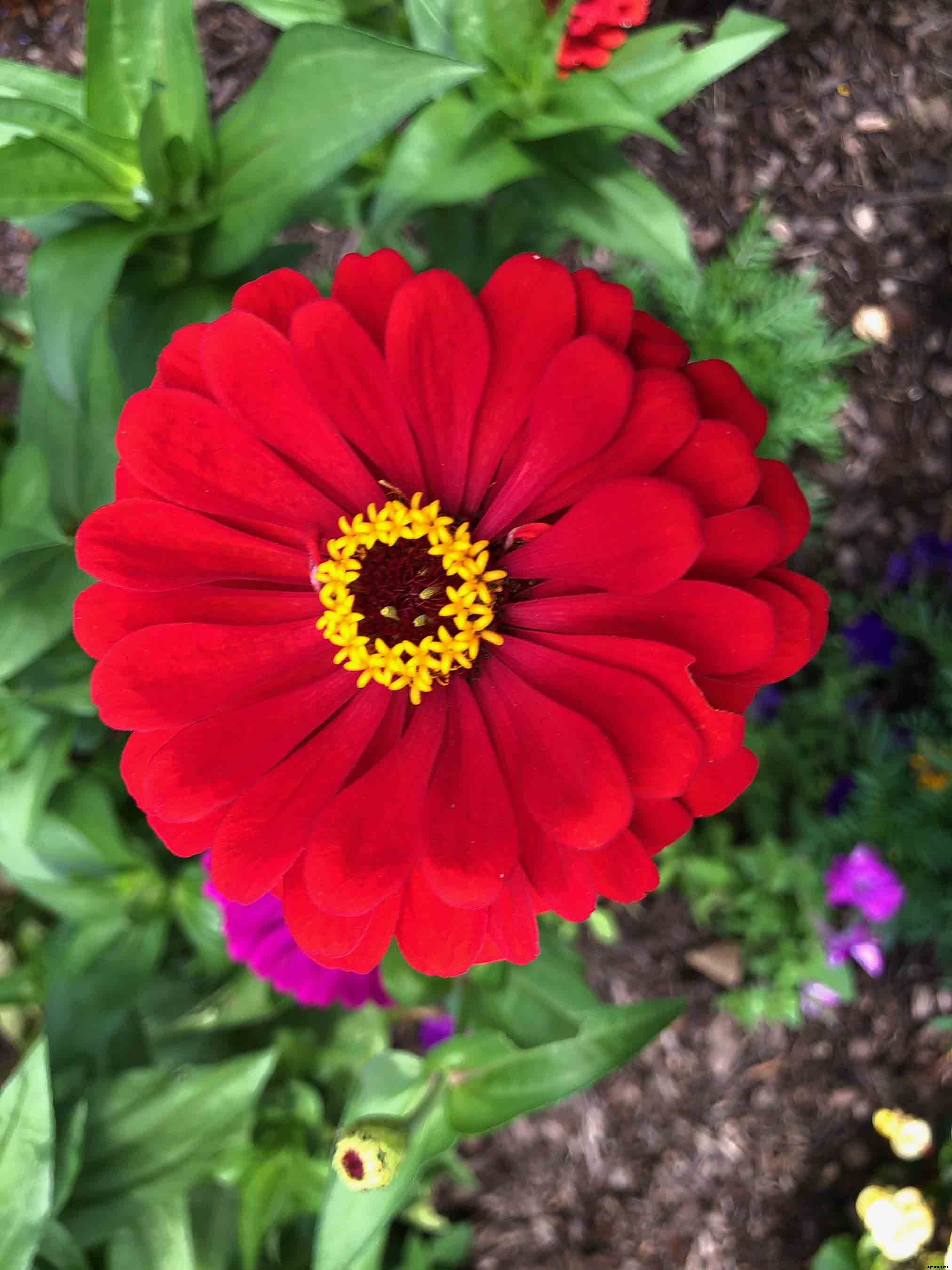 Growing and caring for Zinnias, the complete guide
