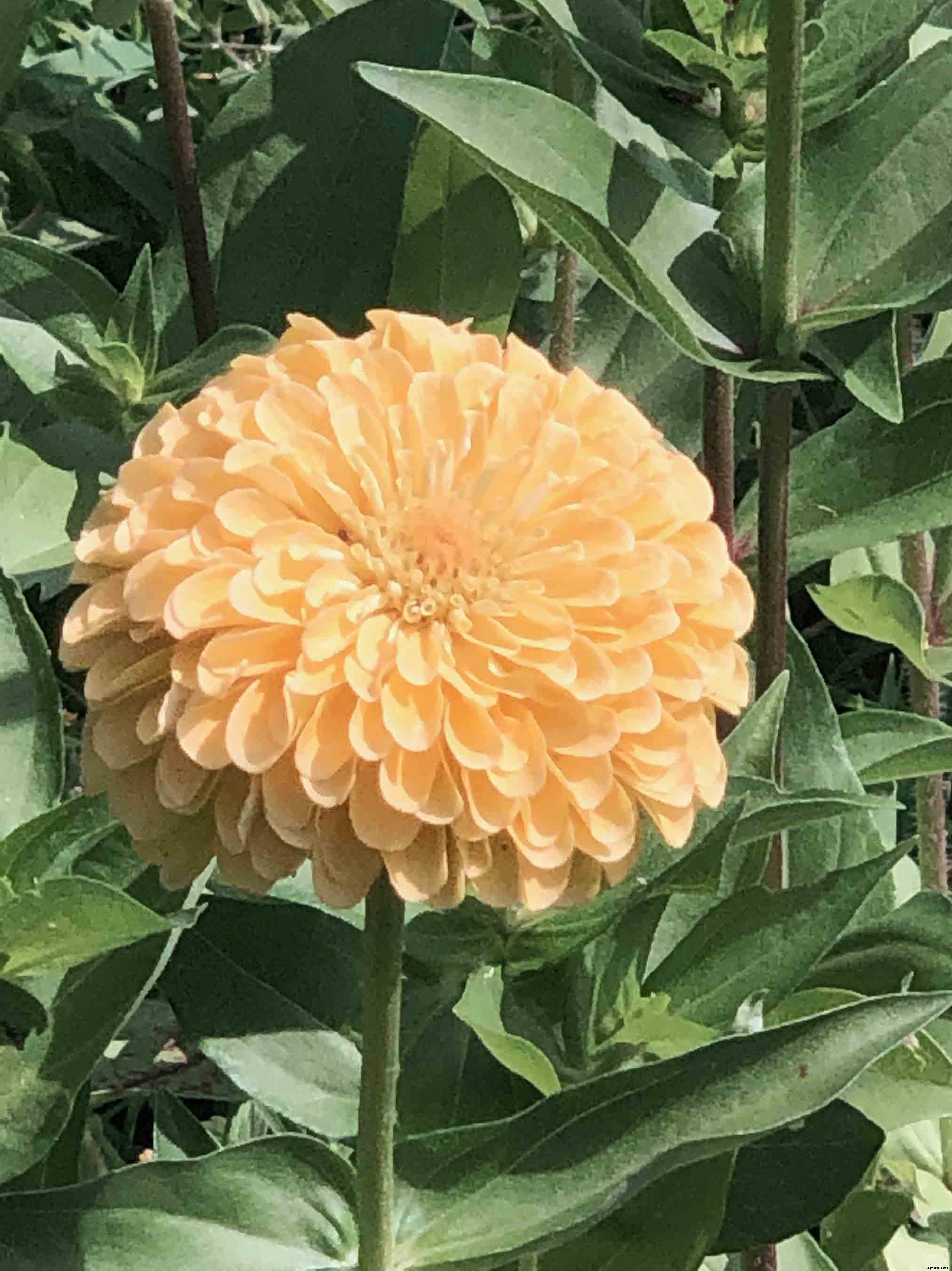 Growing and caring for Zinnias, the complete guide