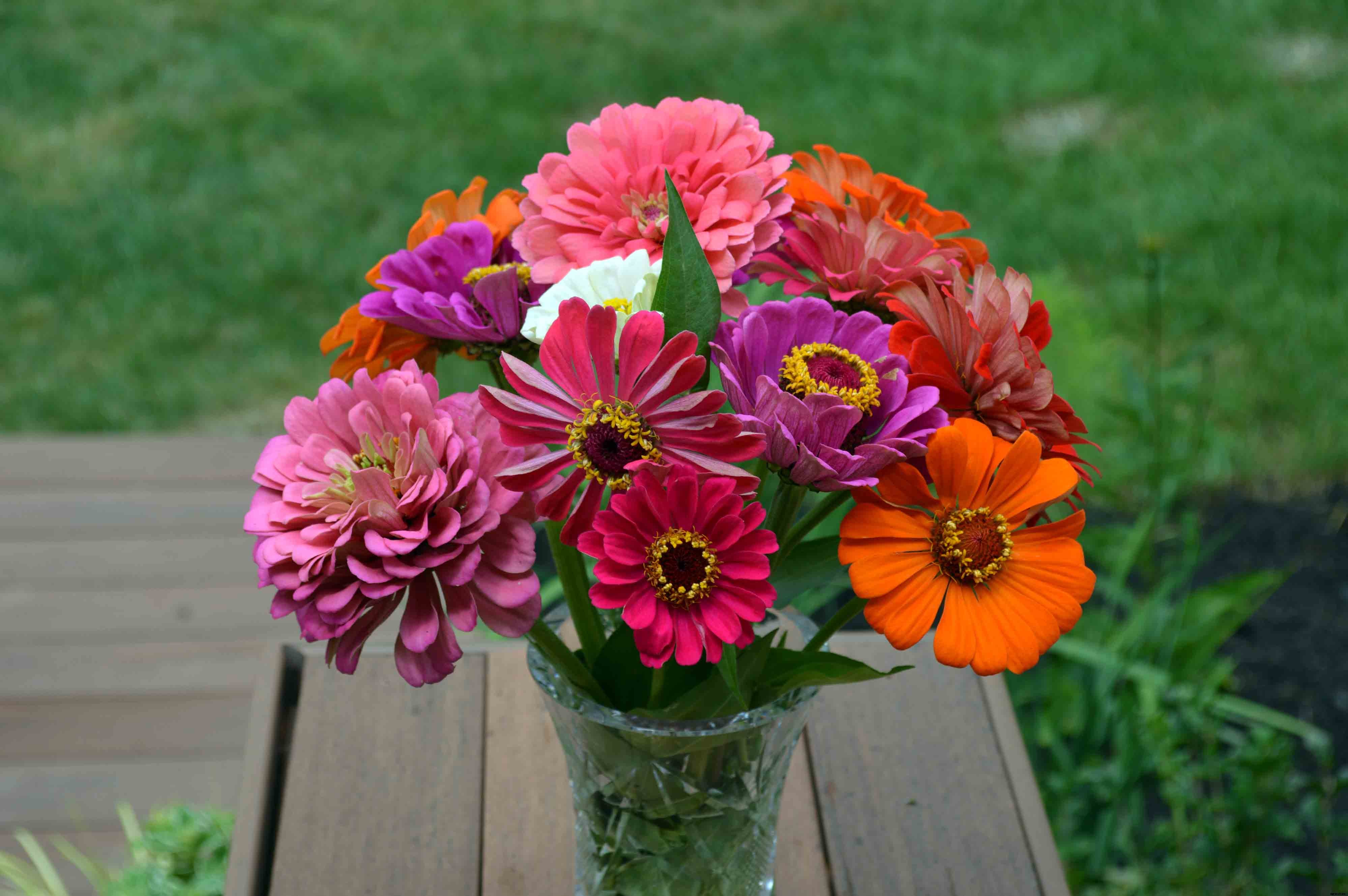 Growing and caring for Zinnias, the complete guide